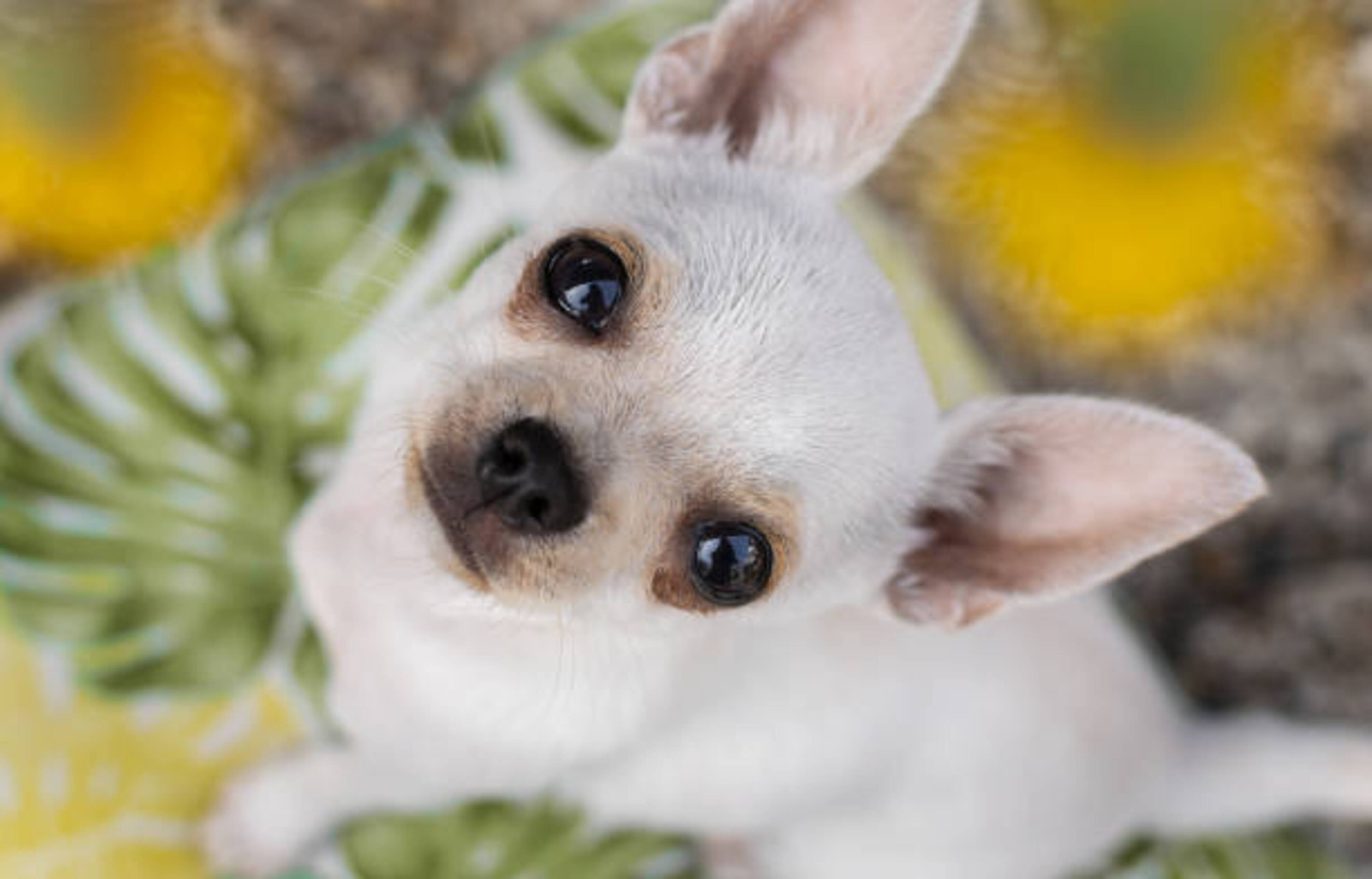 chihuahua blanc à poils courts qui nous regarde