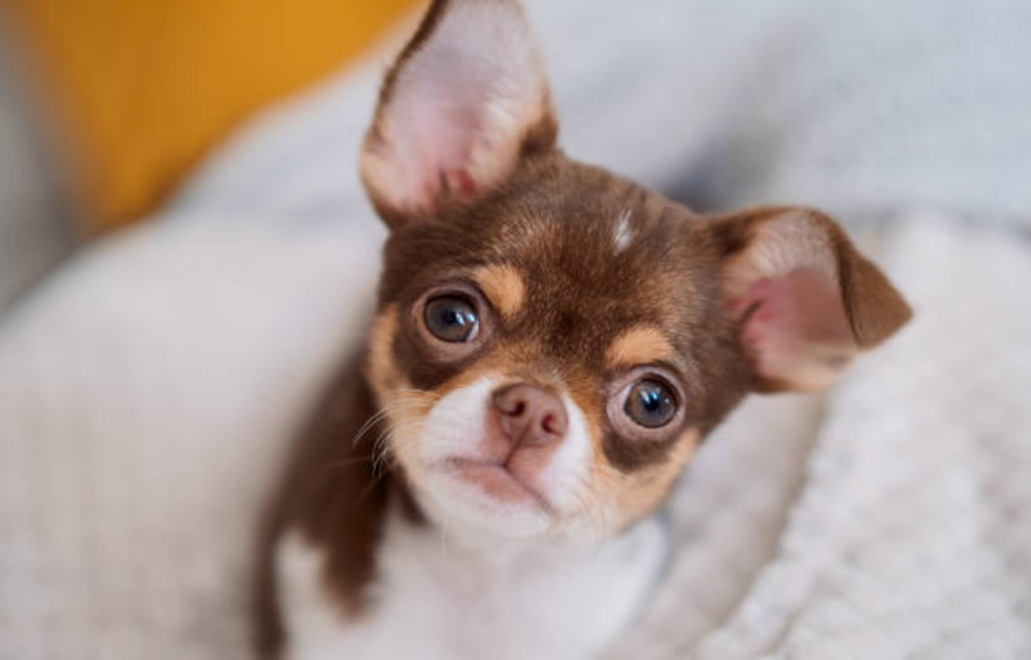 Chihuahua marron et blanc qui vous regarde