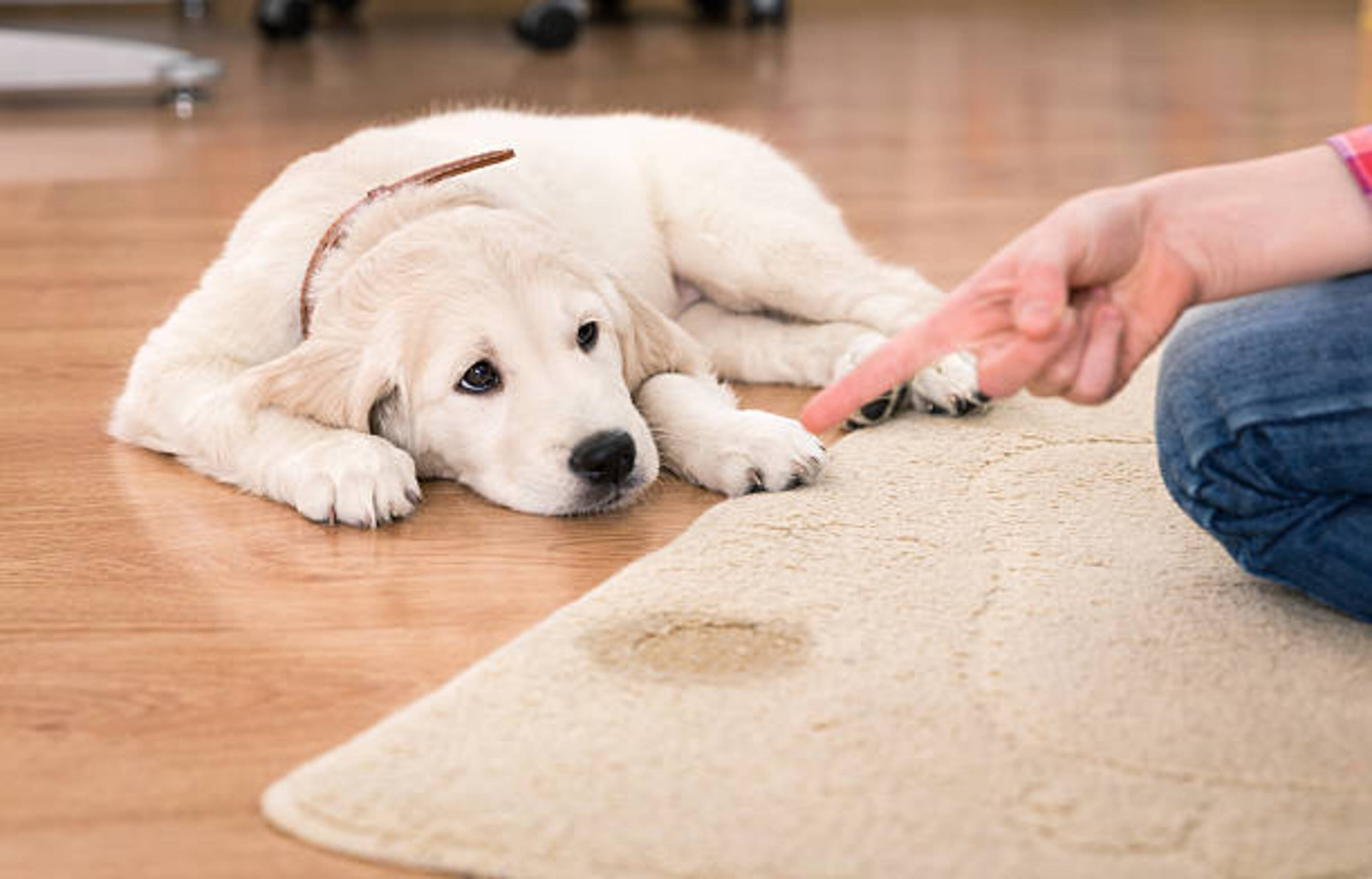 femme qui dispute un chiot qui a fait pipi sur le tapis