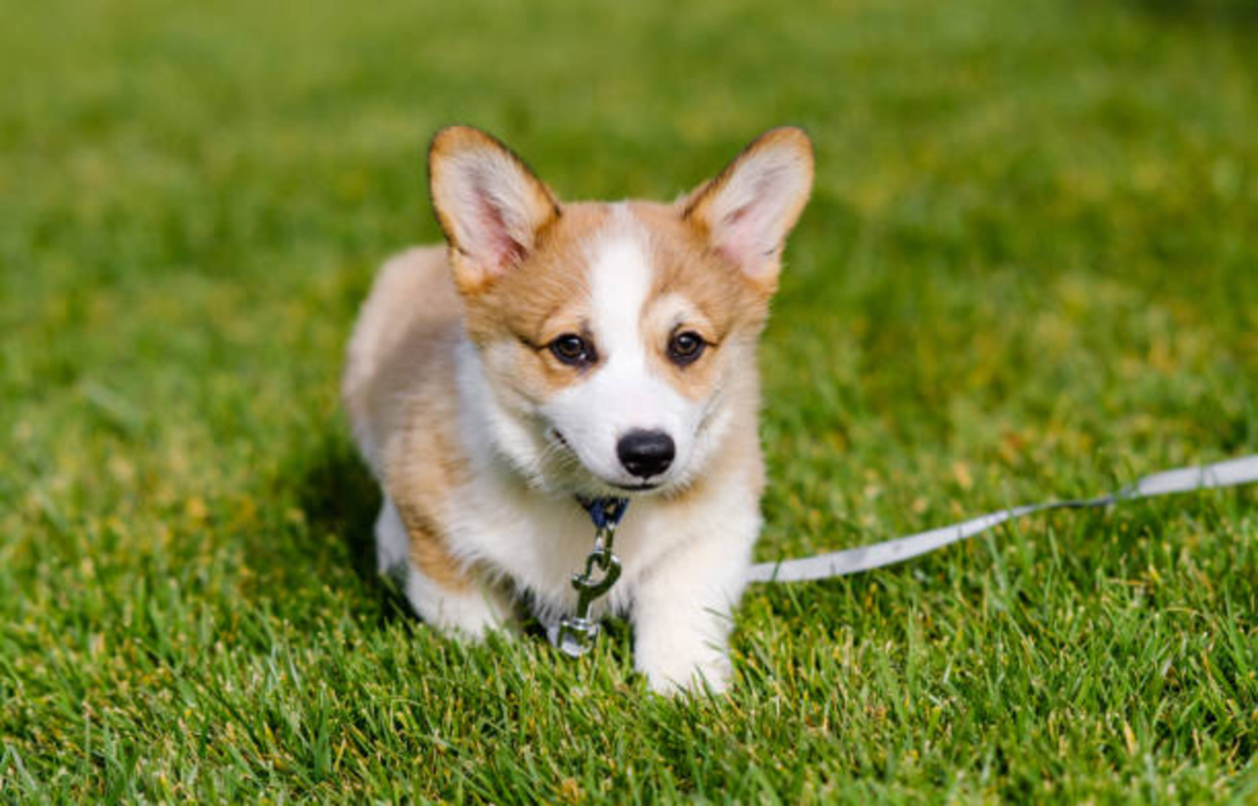 Chiot dans l'herbe avec une laisse