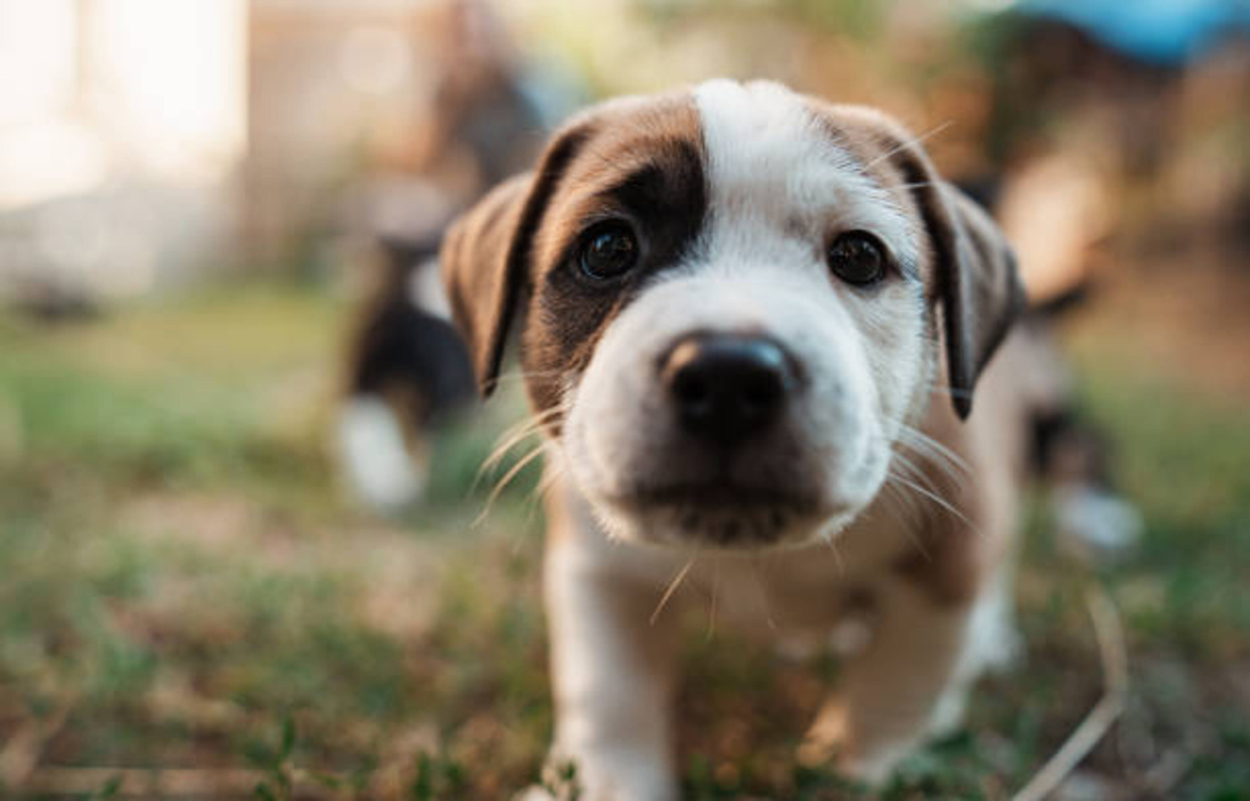 gros plan sur la tête d'un chiot