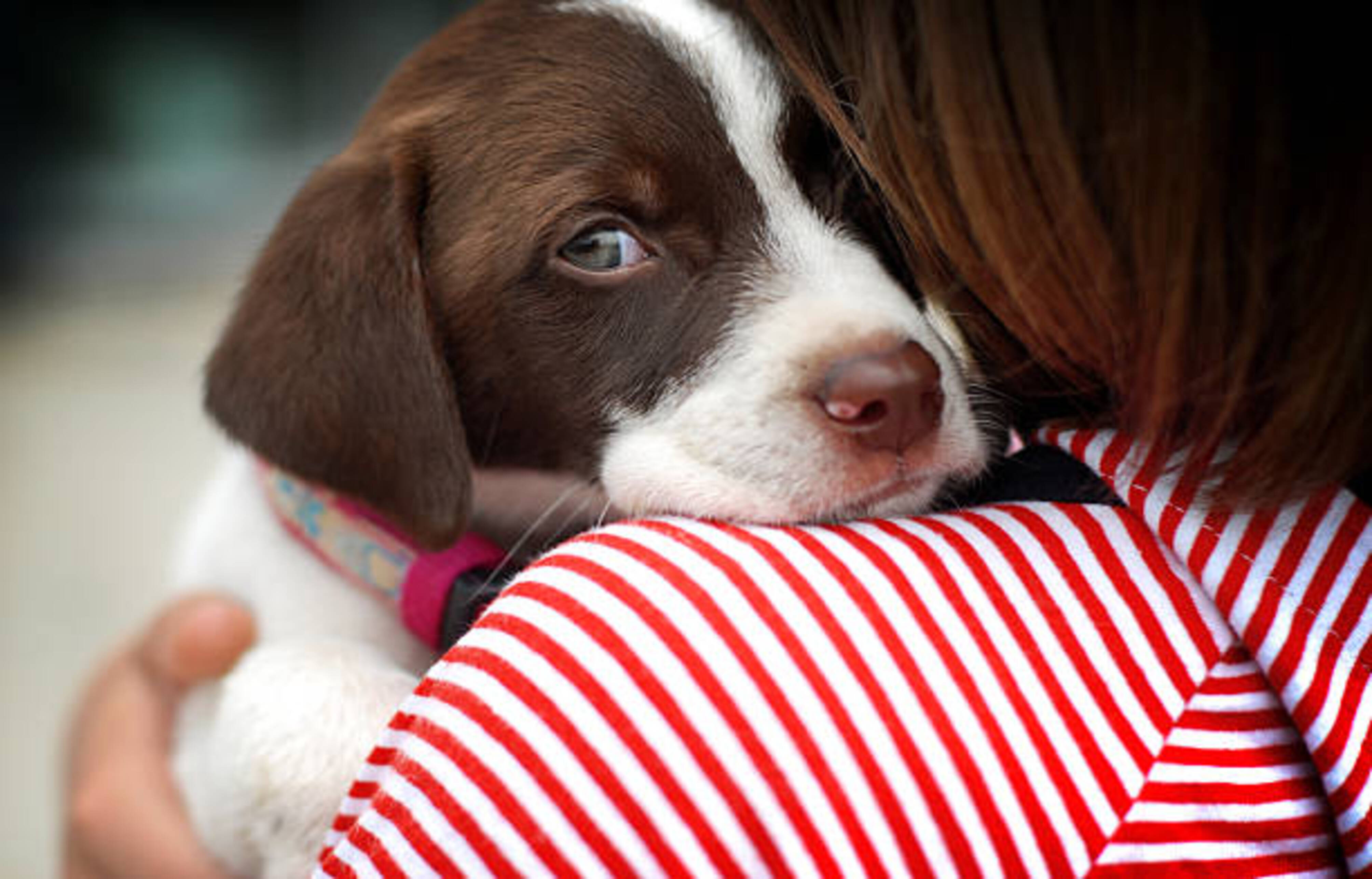 chiot qui pose sa tête sur épaule d'une femme