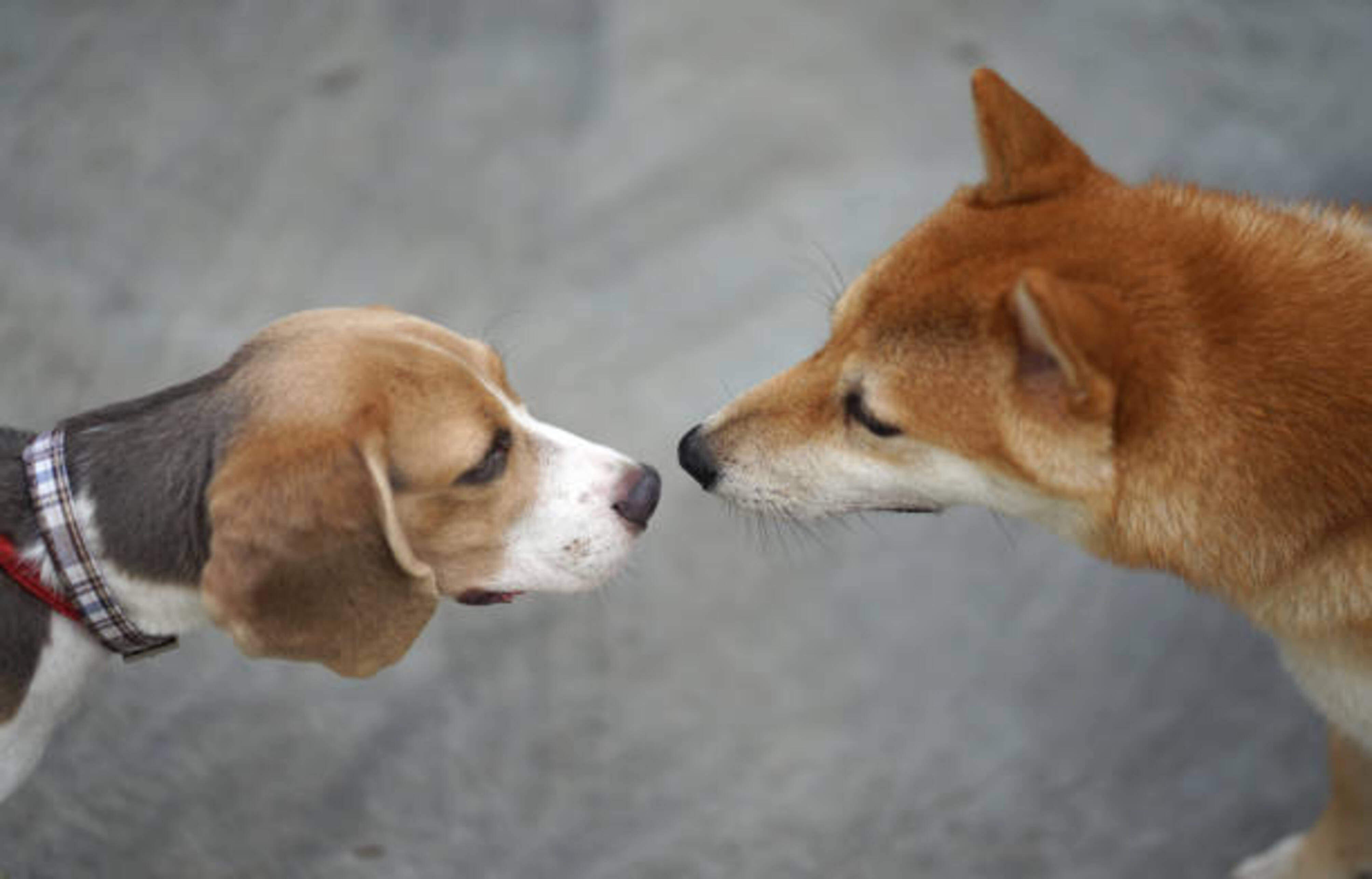 rencontre de deux chiens qui se reniflent