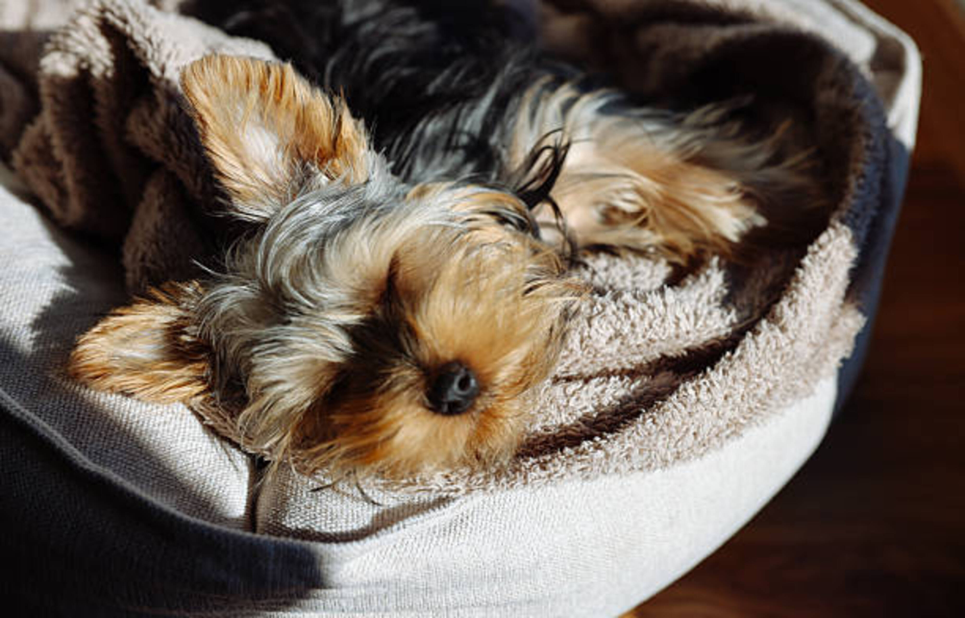 chien qui se repose dans un couchage pour chien