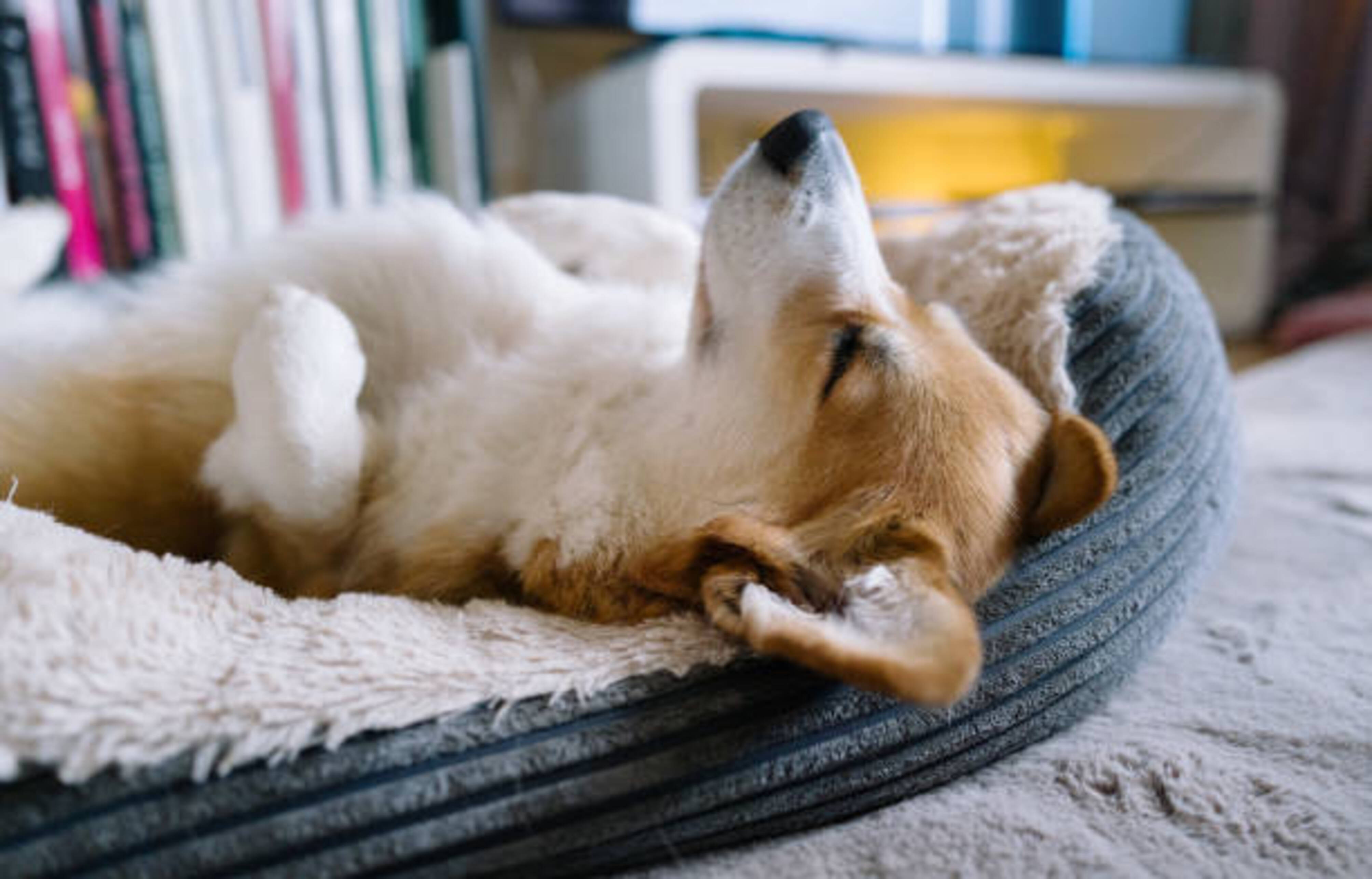 chien qui dort allongé sur le dos dans un couchage pour chien