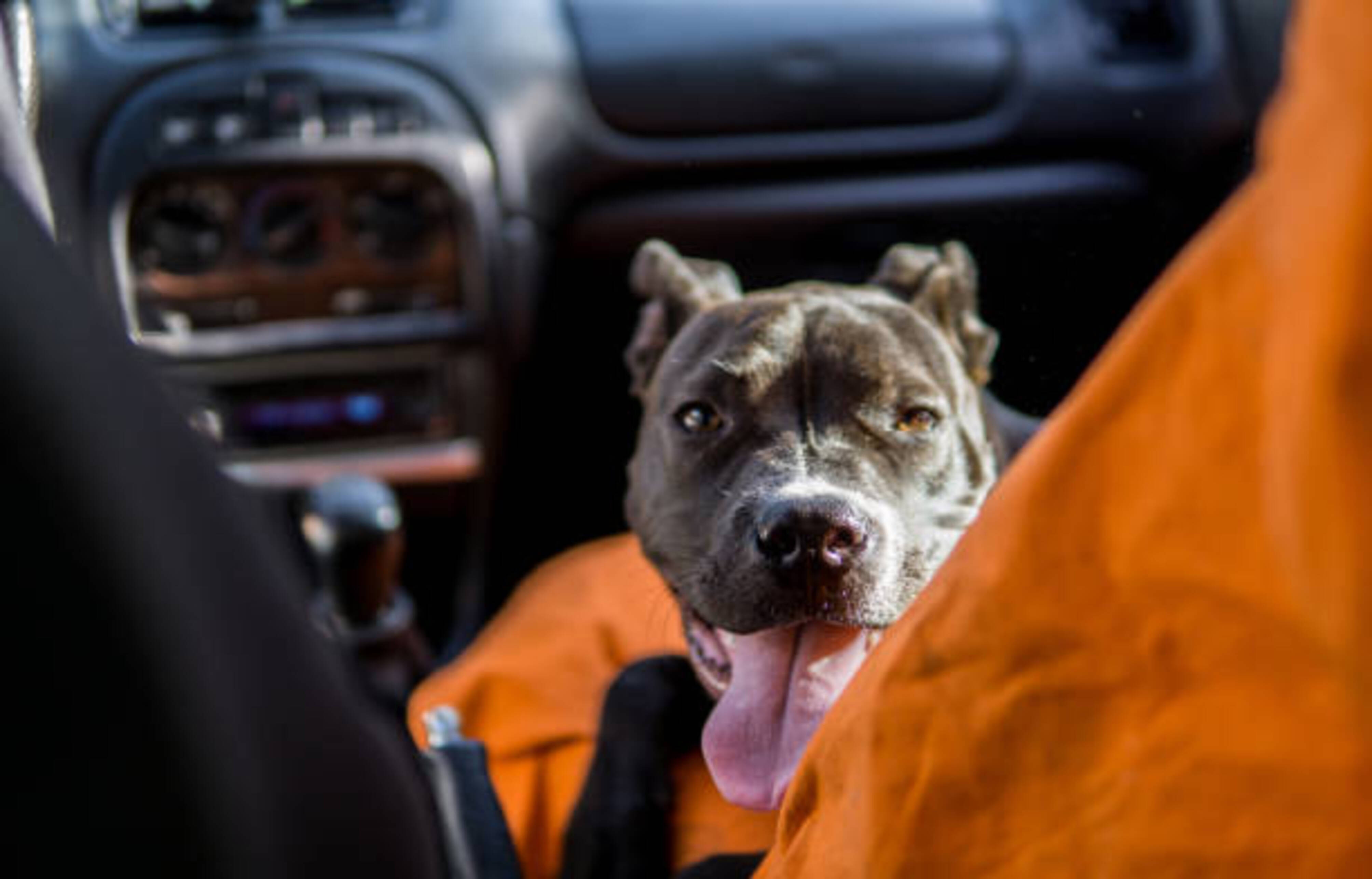 chien qui a chaud à l'intérieur d'une voiture
