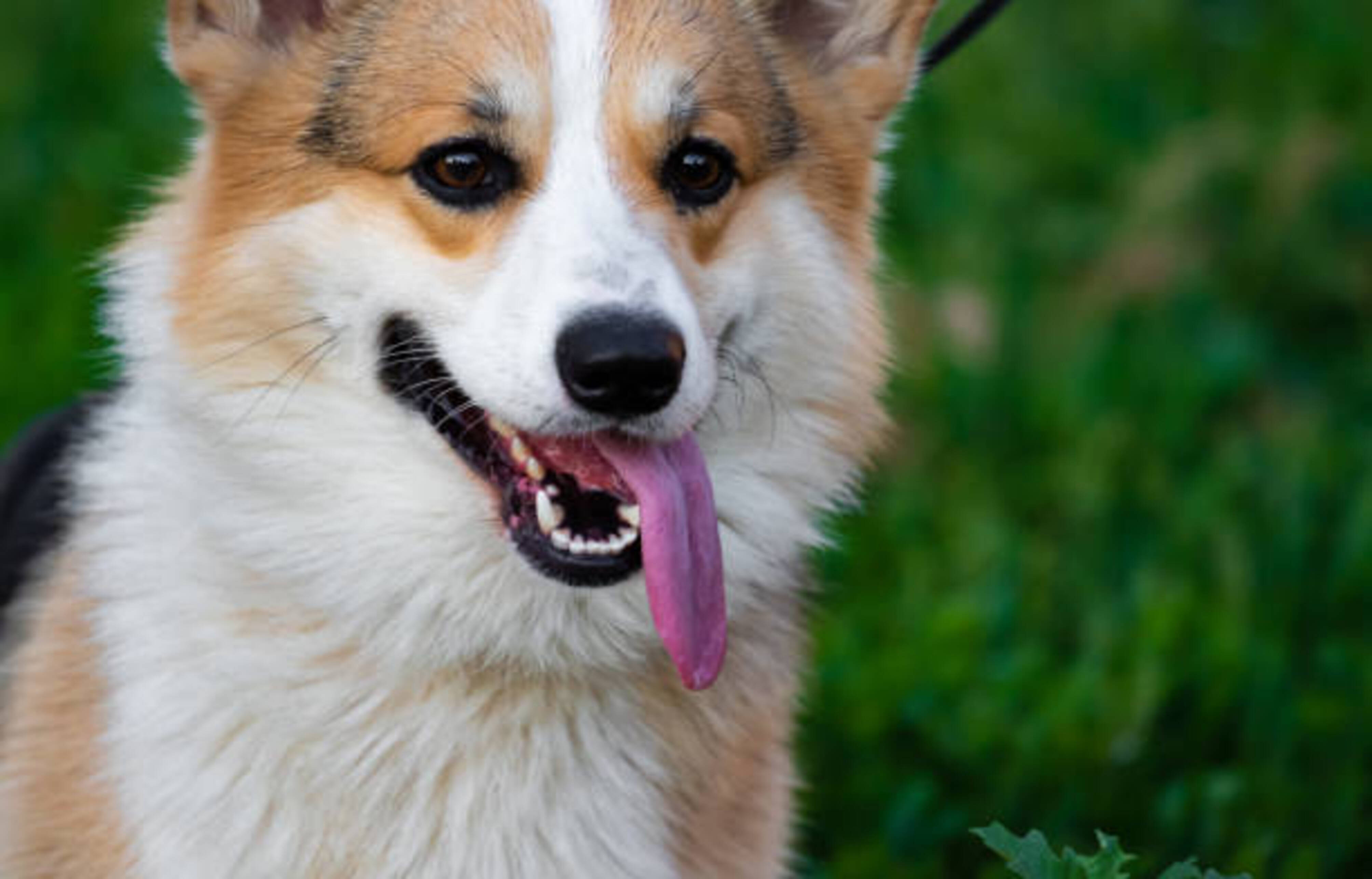 chien à l'extérieur qui tire la langue avec insistance