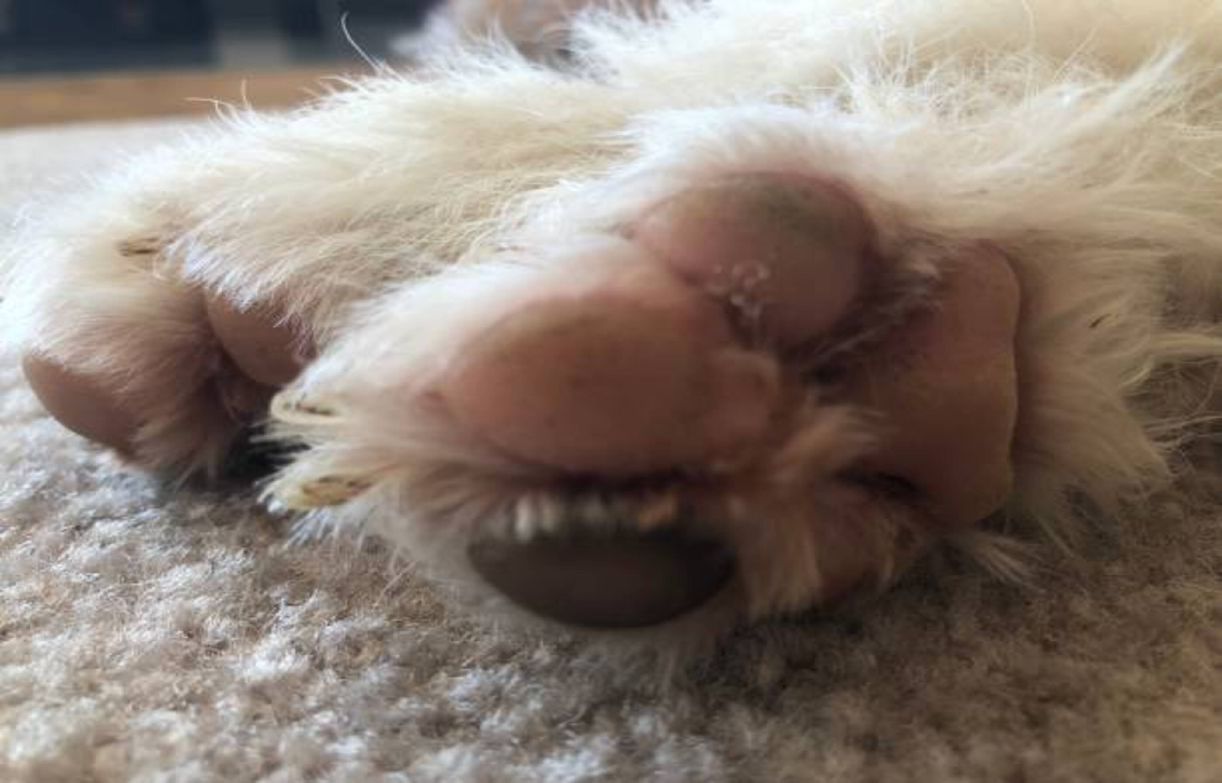 gros plan sur les coussinets d'un chien