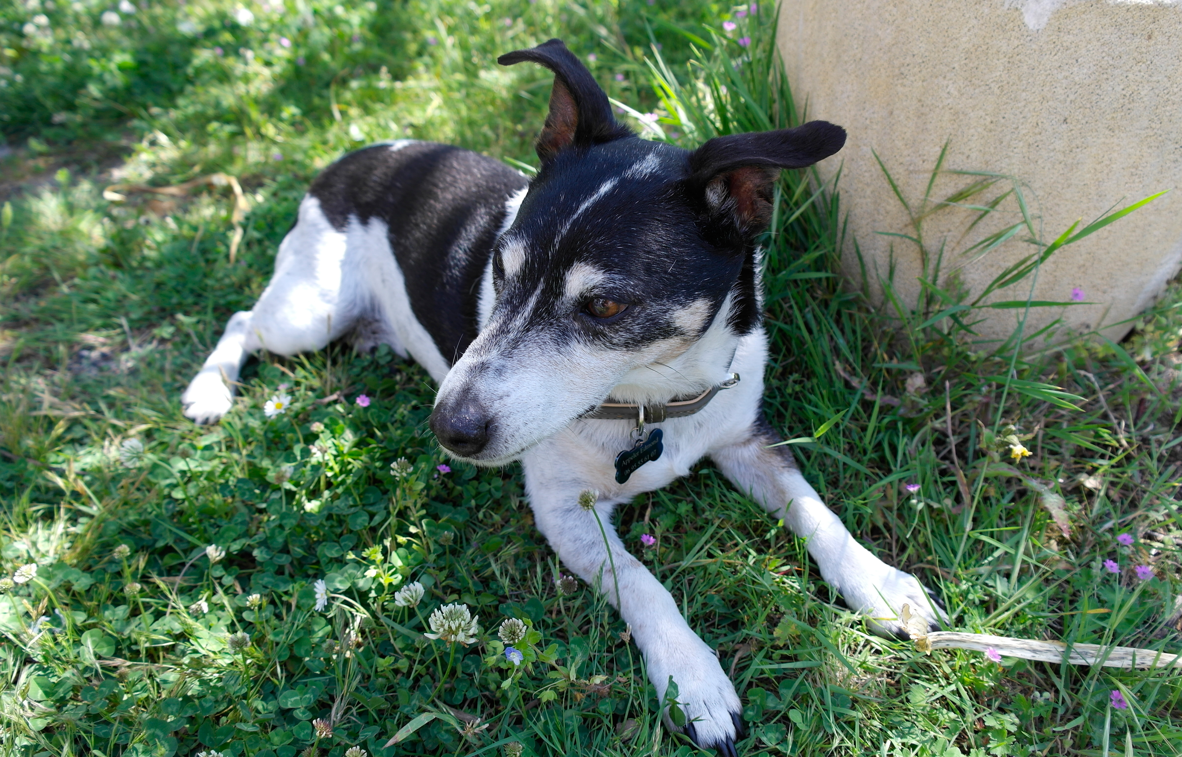 le chien Edmond allongé dans le jardin