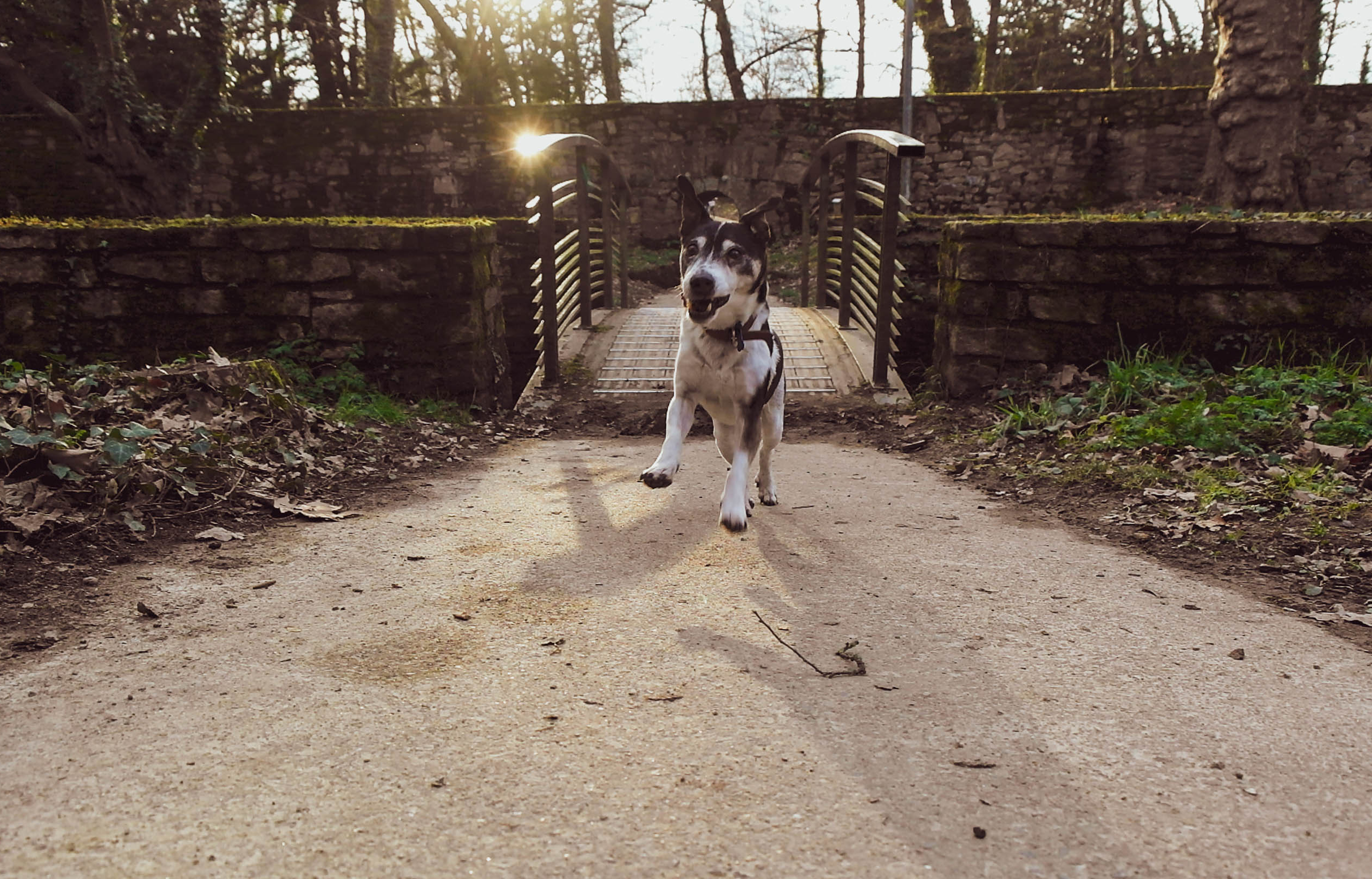 le chien Edmond qui court
