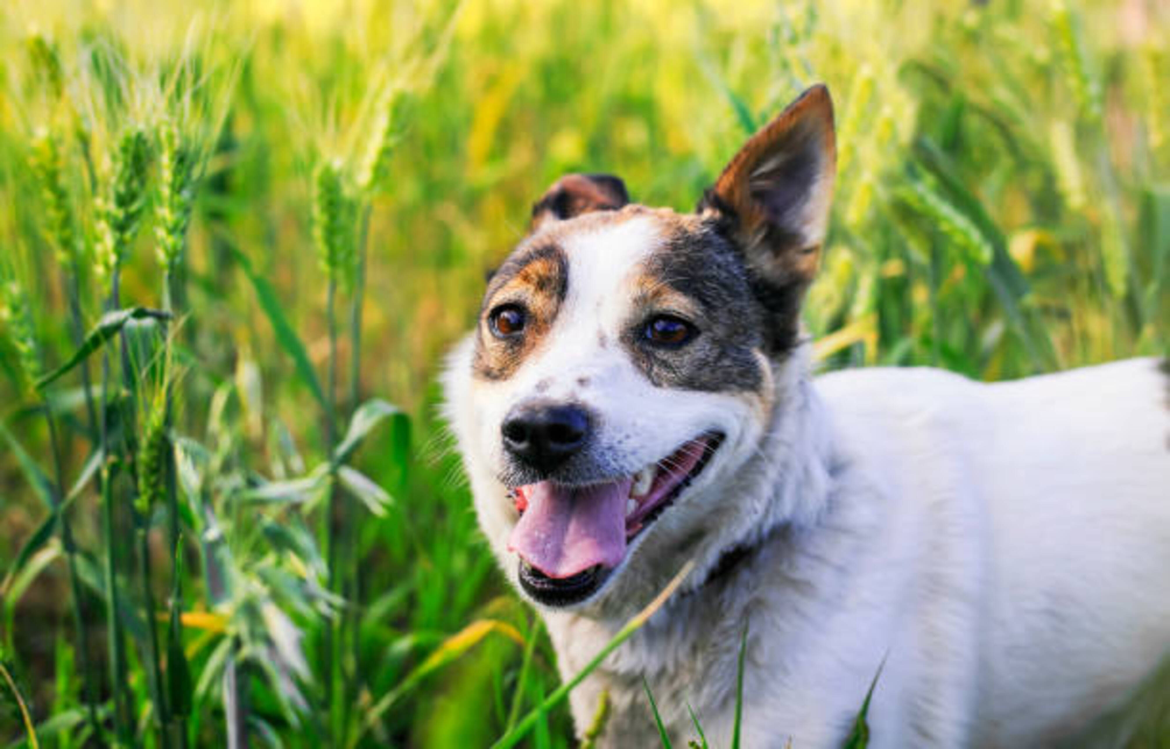 chien qui se promène dans un champs de blé