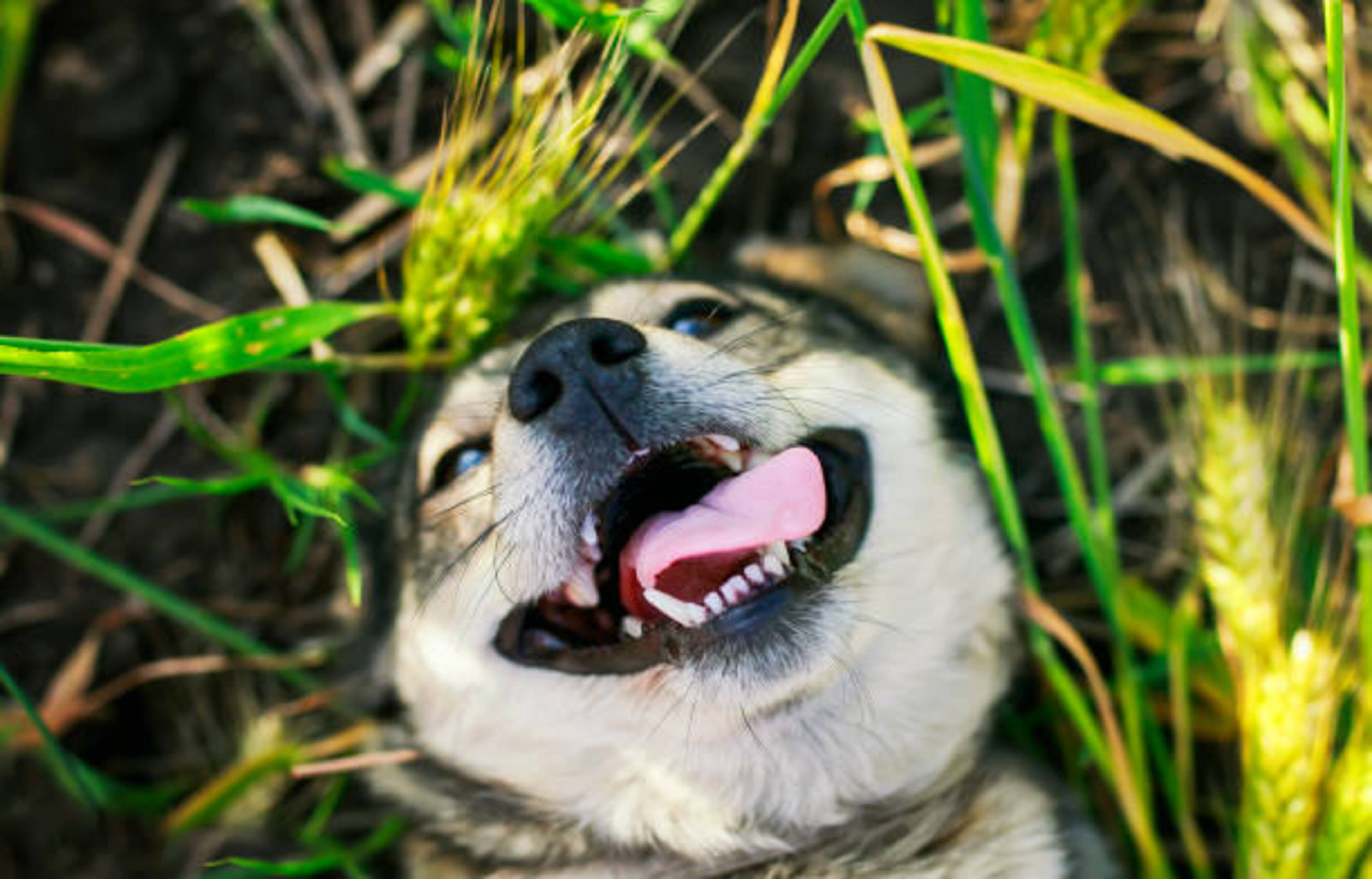 chien dehors à proximité d'épi de blé