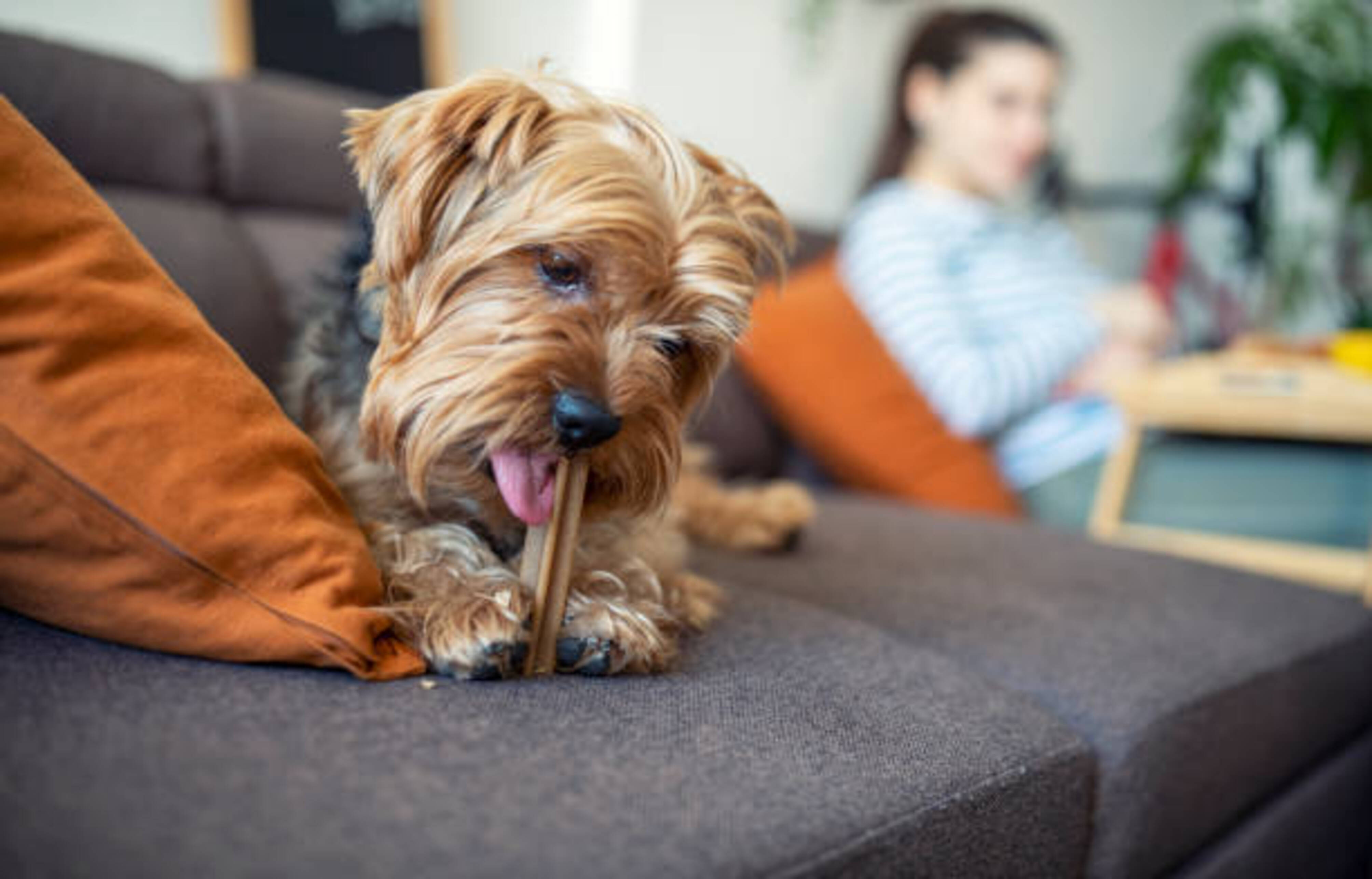 chien qui mange une friandise sur le canapé