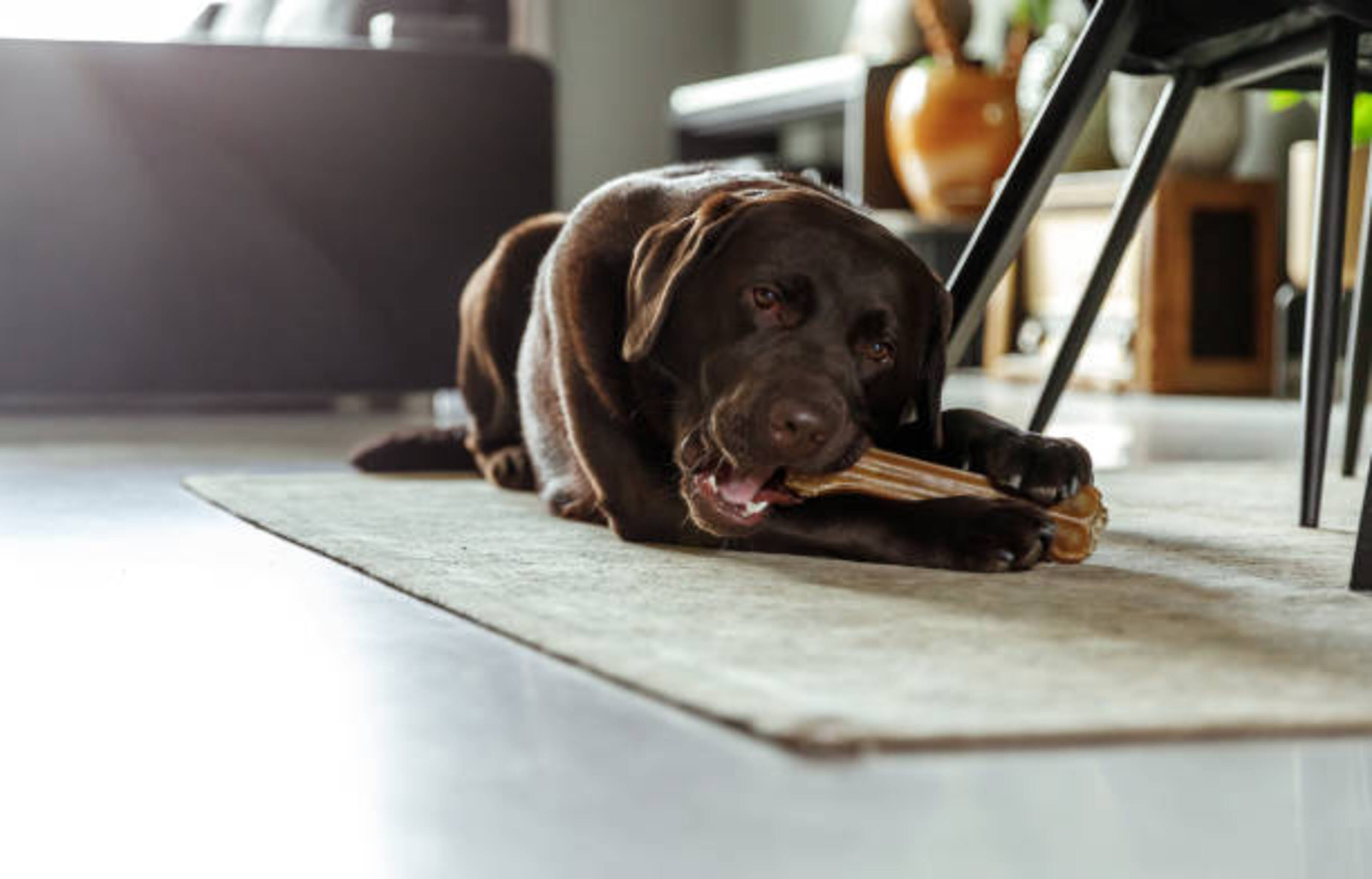 chien allongé sur un tapis qui mastique une friandise