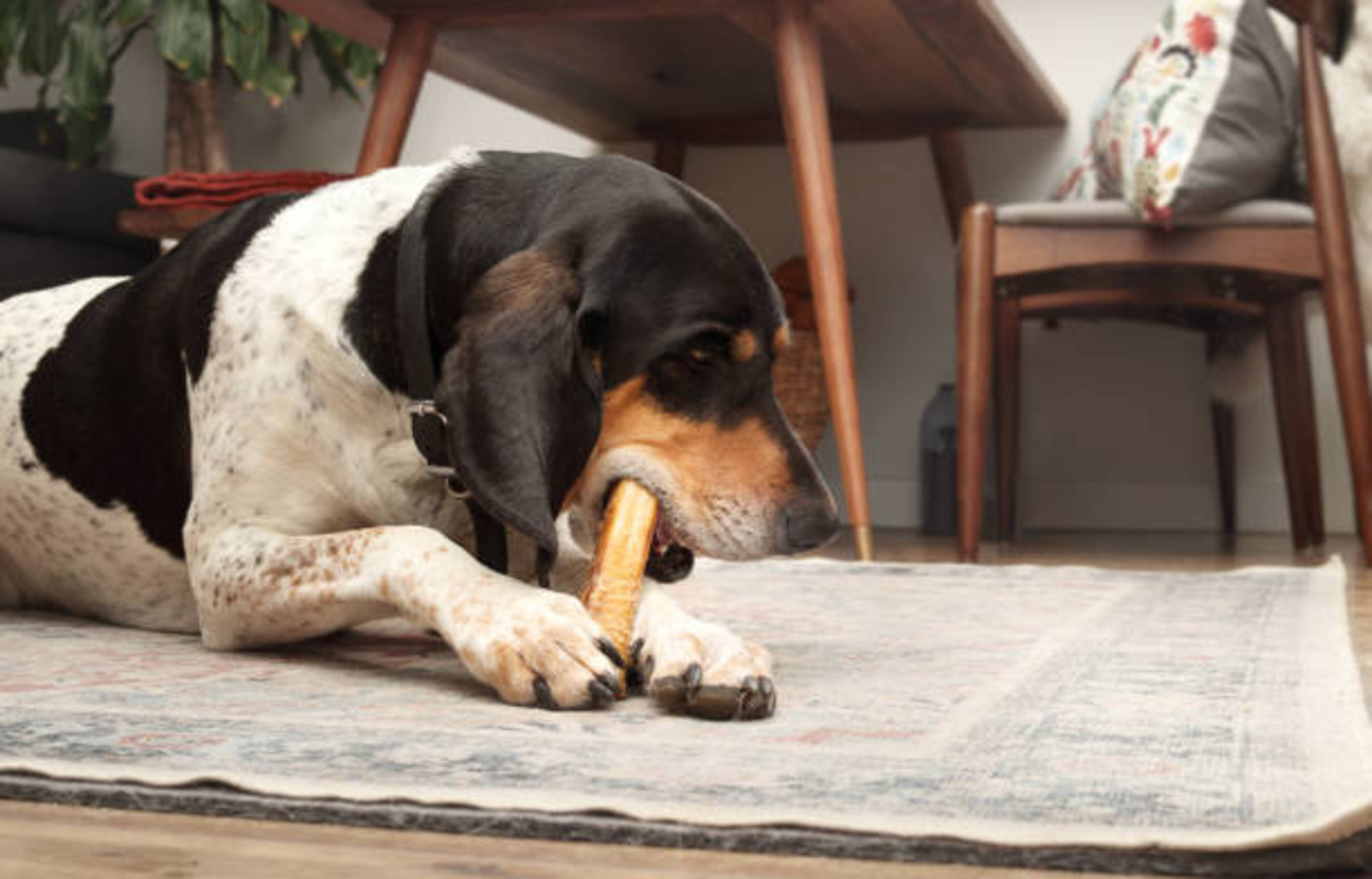 Chien allongé qui mastique une friandise