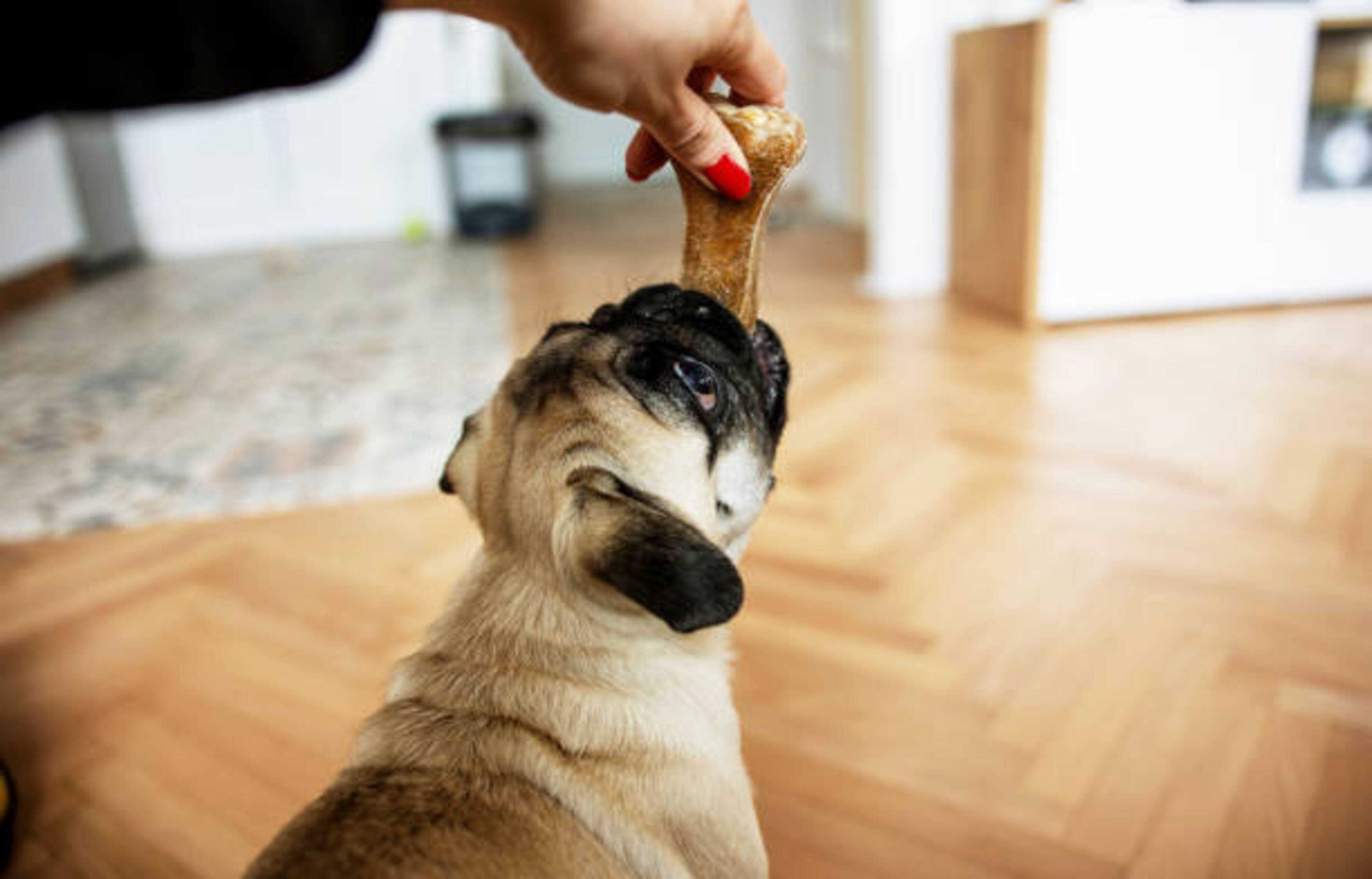 Humaine qui donne à son carlin une friandise à mâcher
