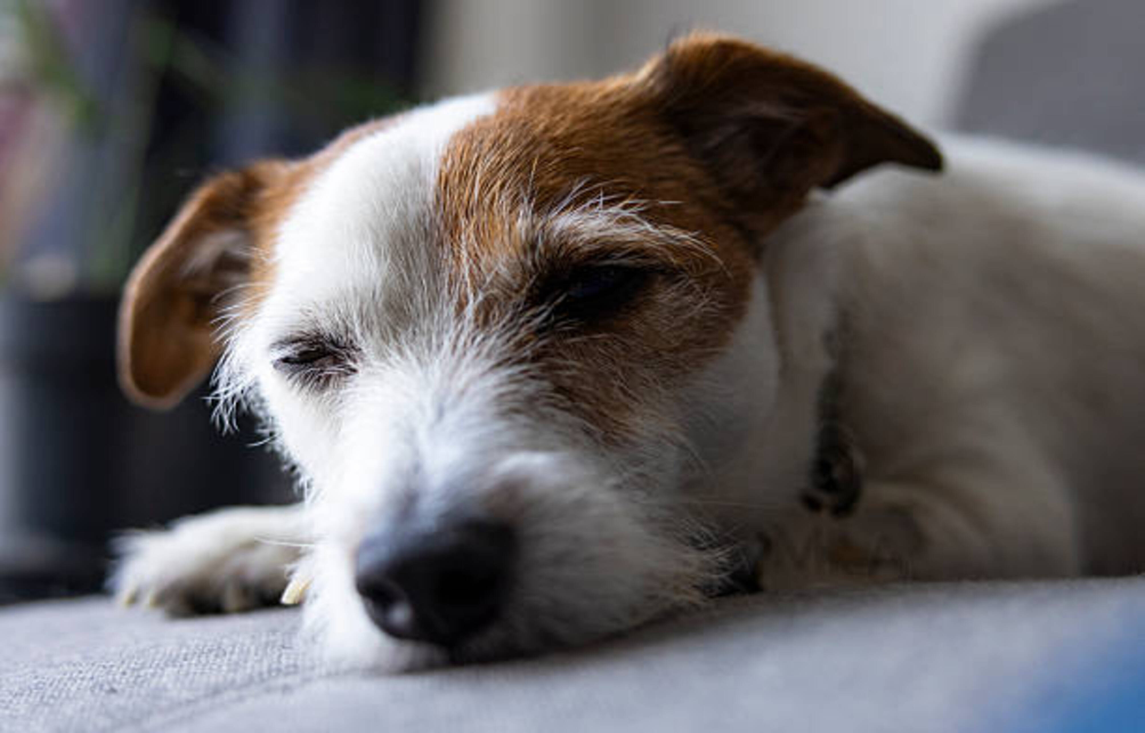 jack russel terrier allongé