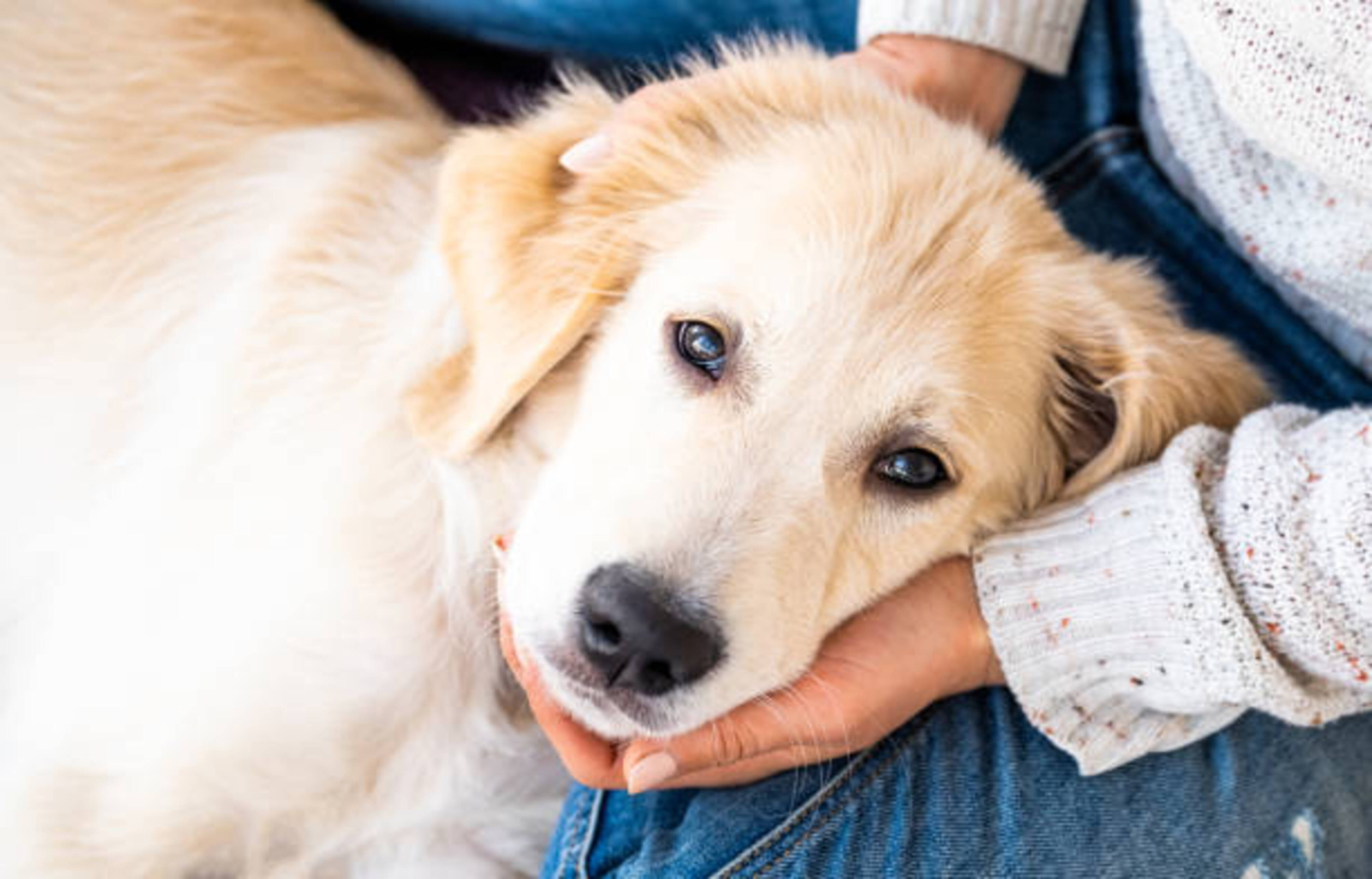 chien avec sa tête posée dans les mains d'une femme