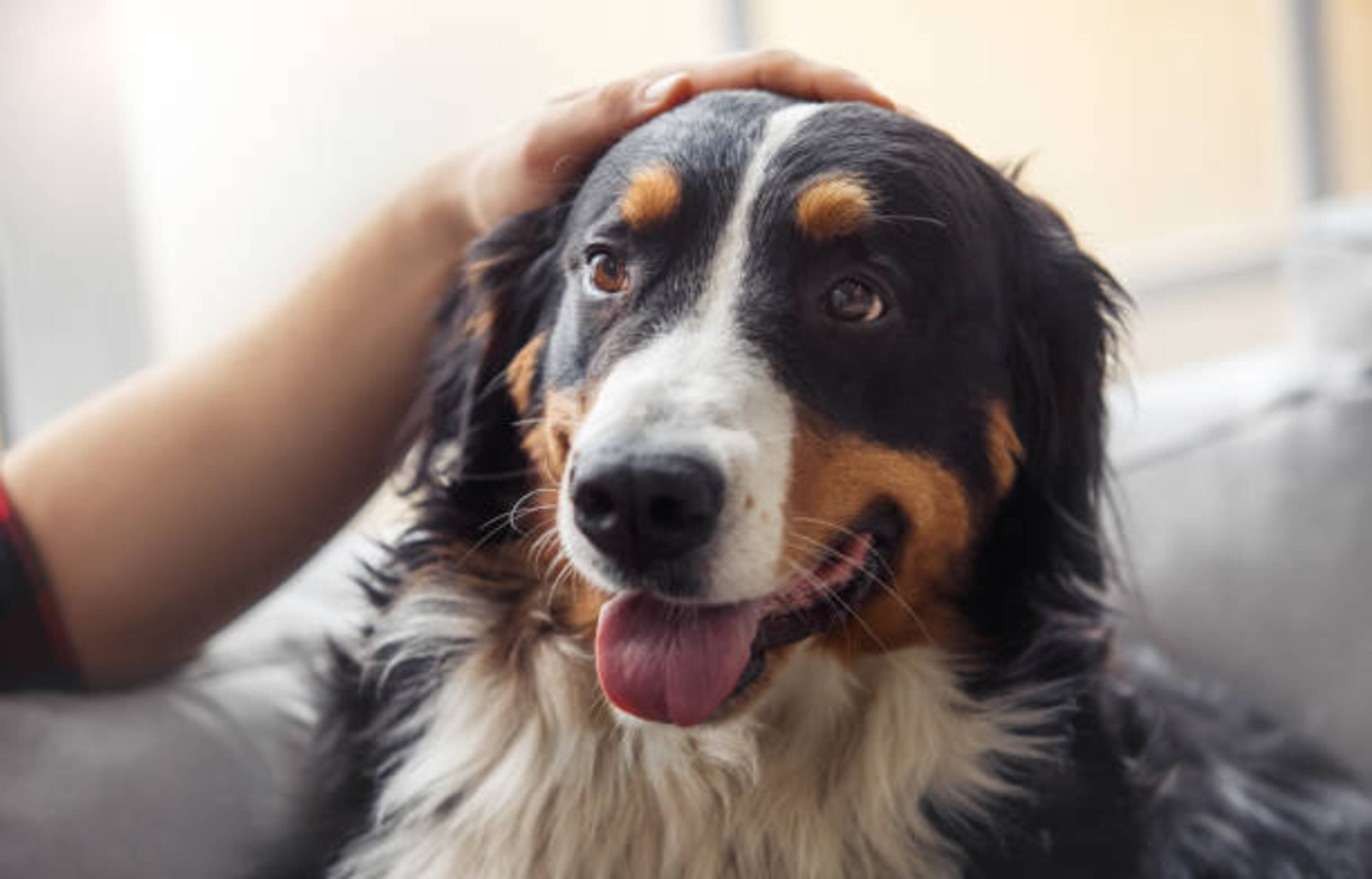personne qui caresse la tête d'un chien