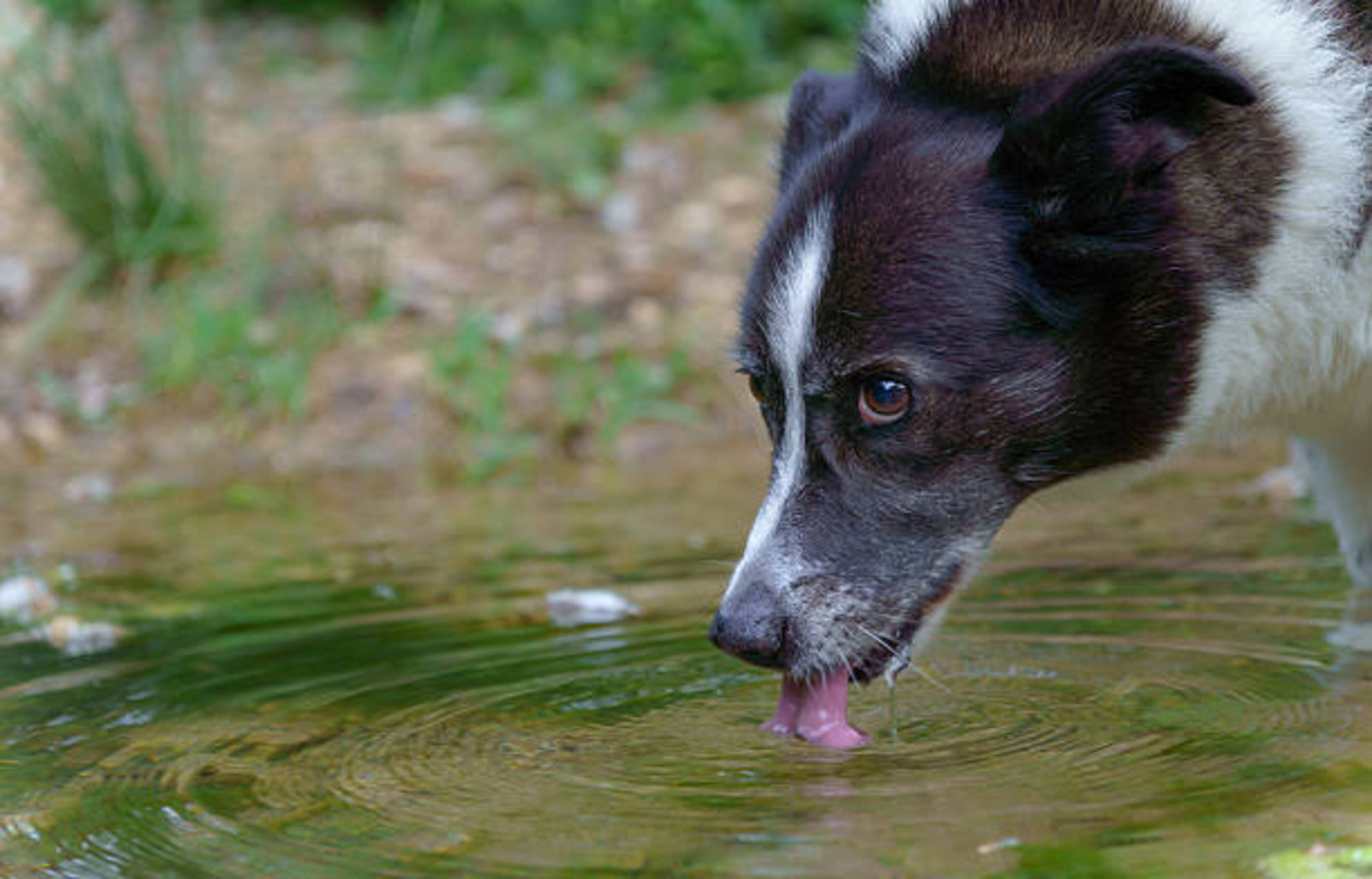 chien qui est en train de boire de l'eau dans un lac