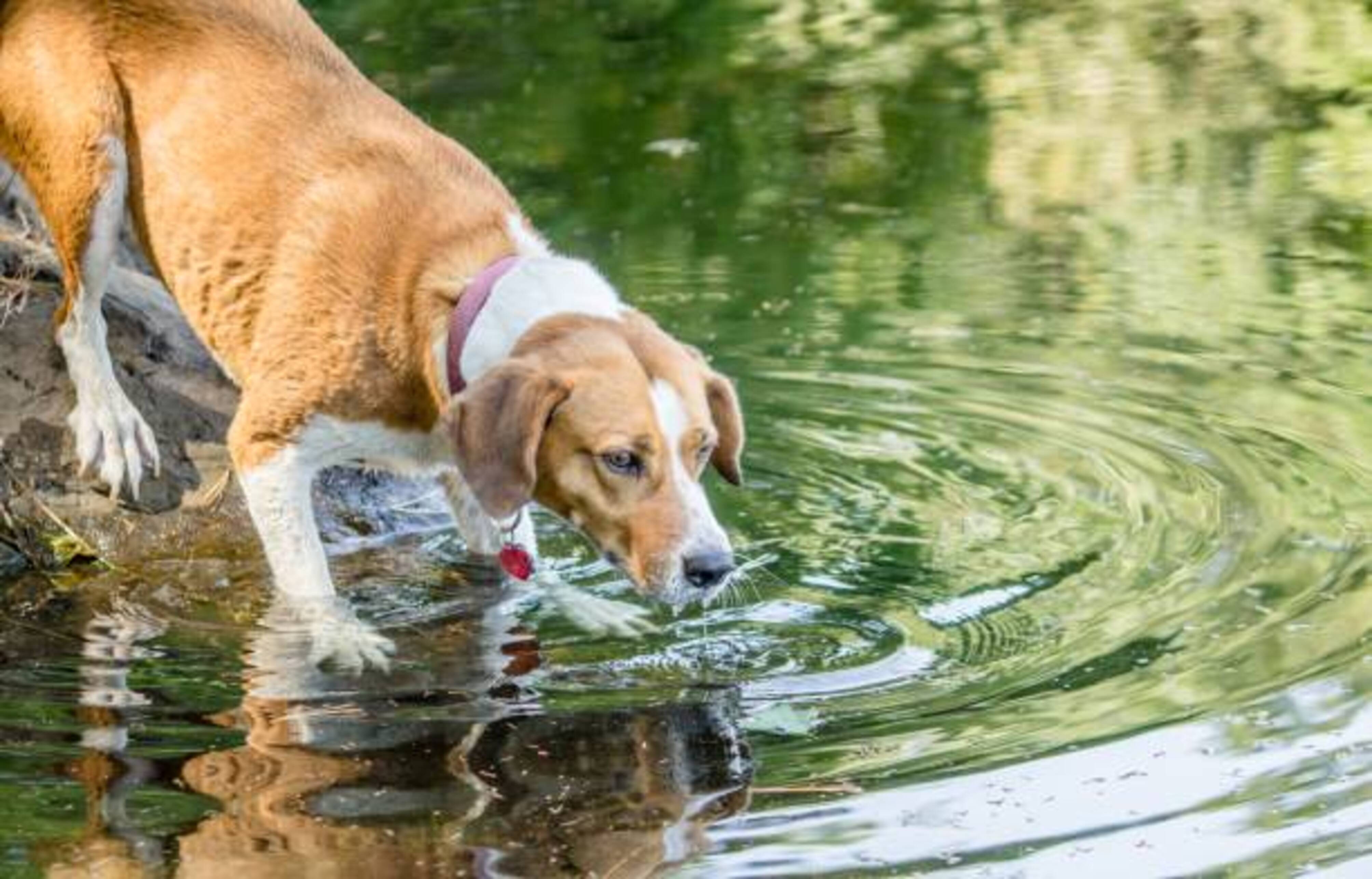chien qui boit de l'eau dans un lac