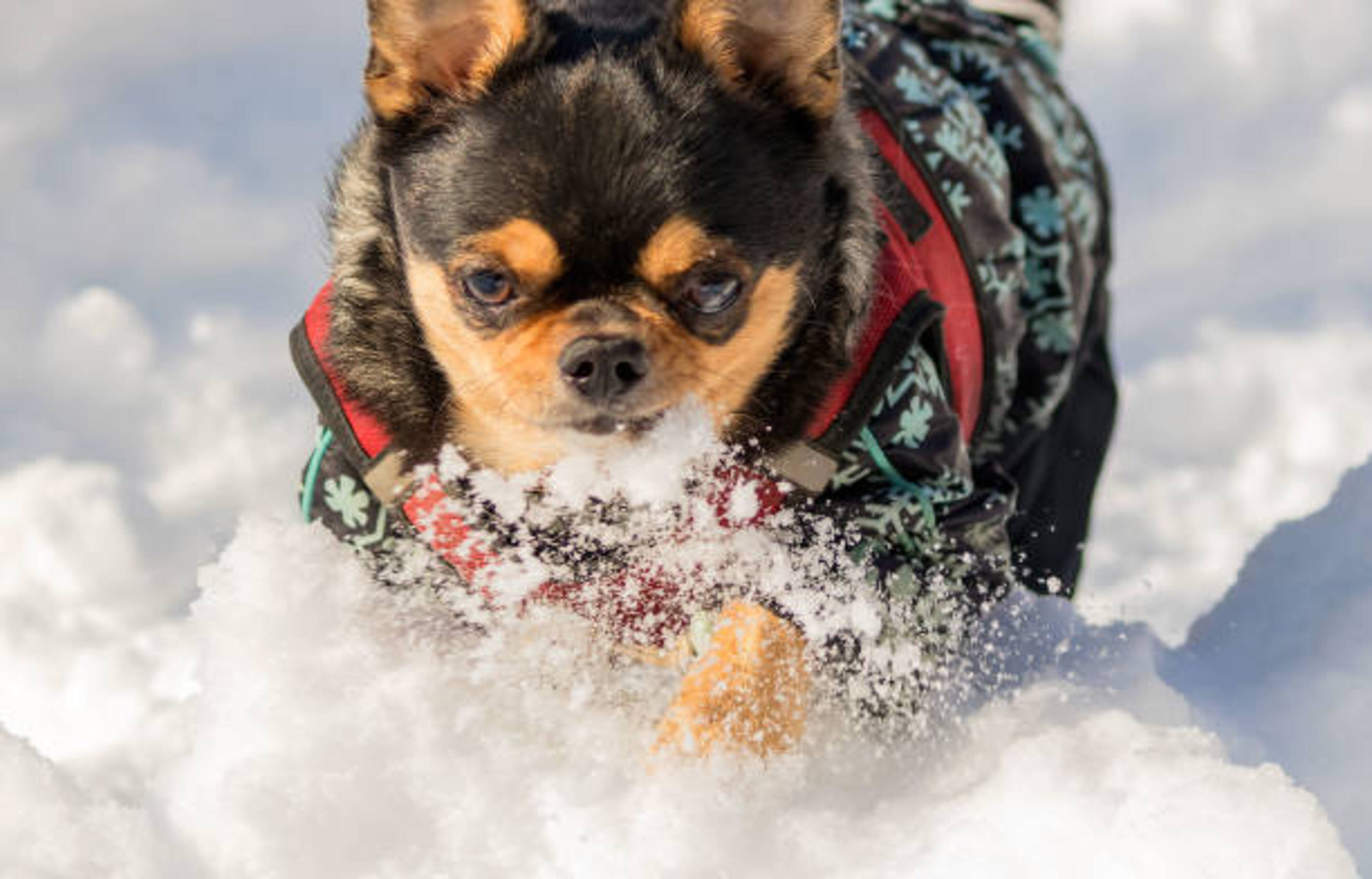 chien avec un mantau qui court dans la neige