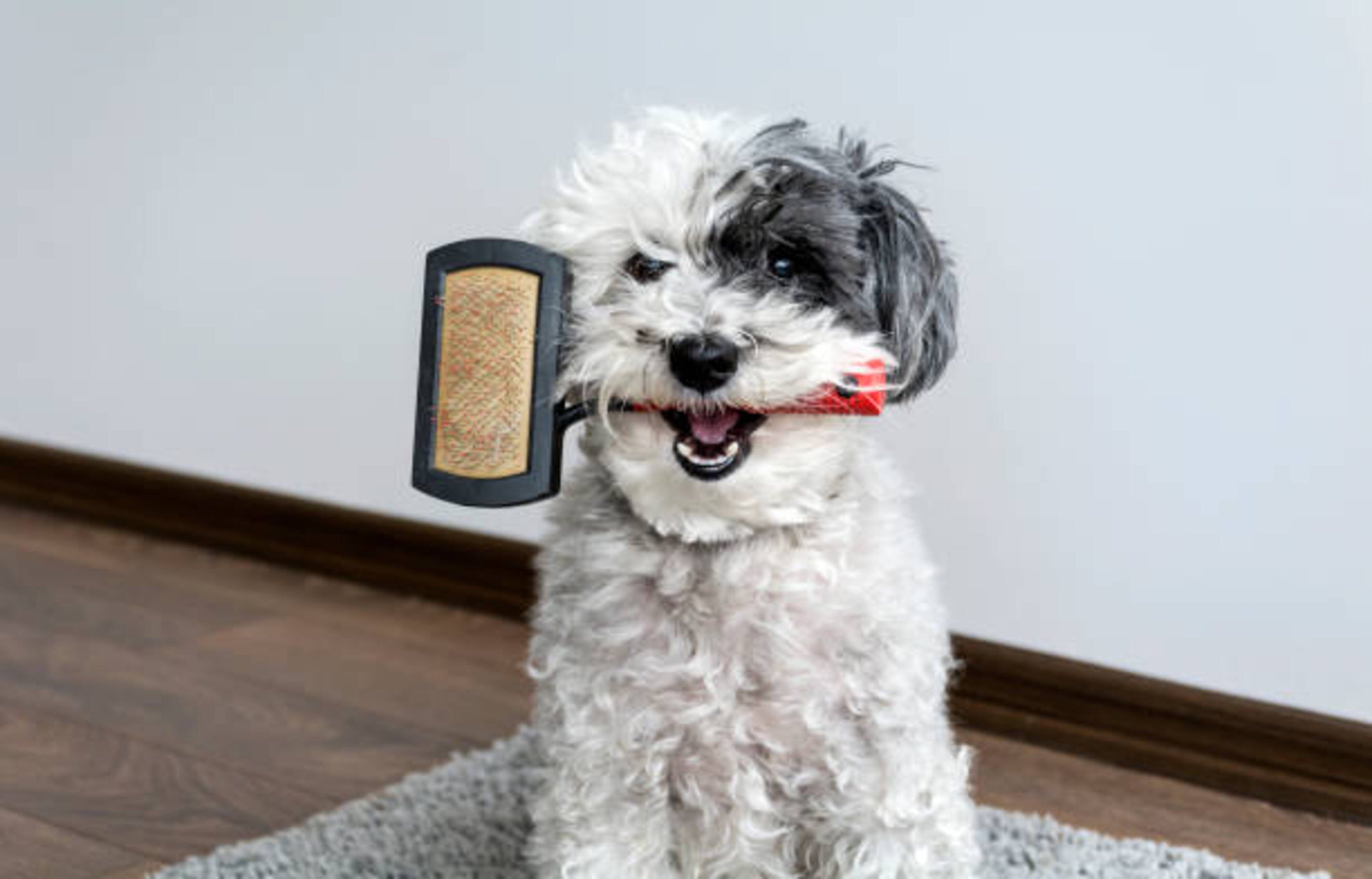 chien avec une carde de toilettage dans la gueule