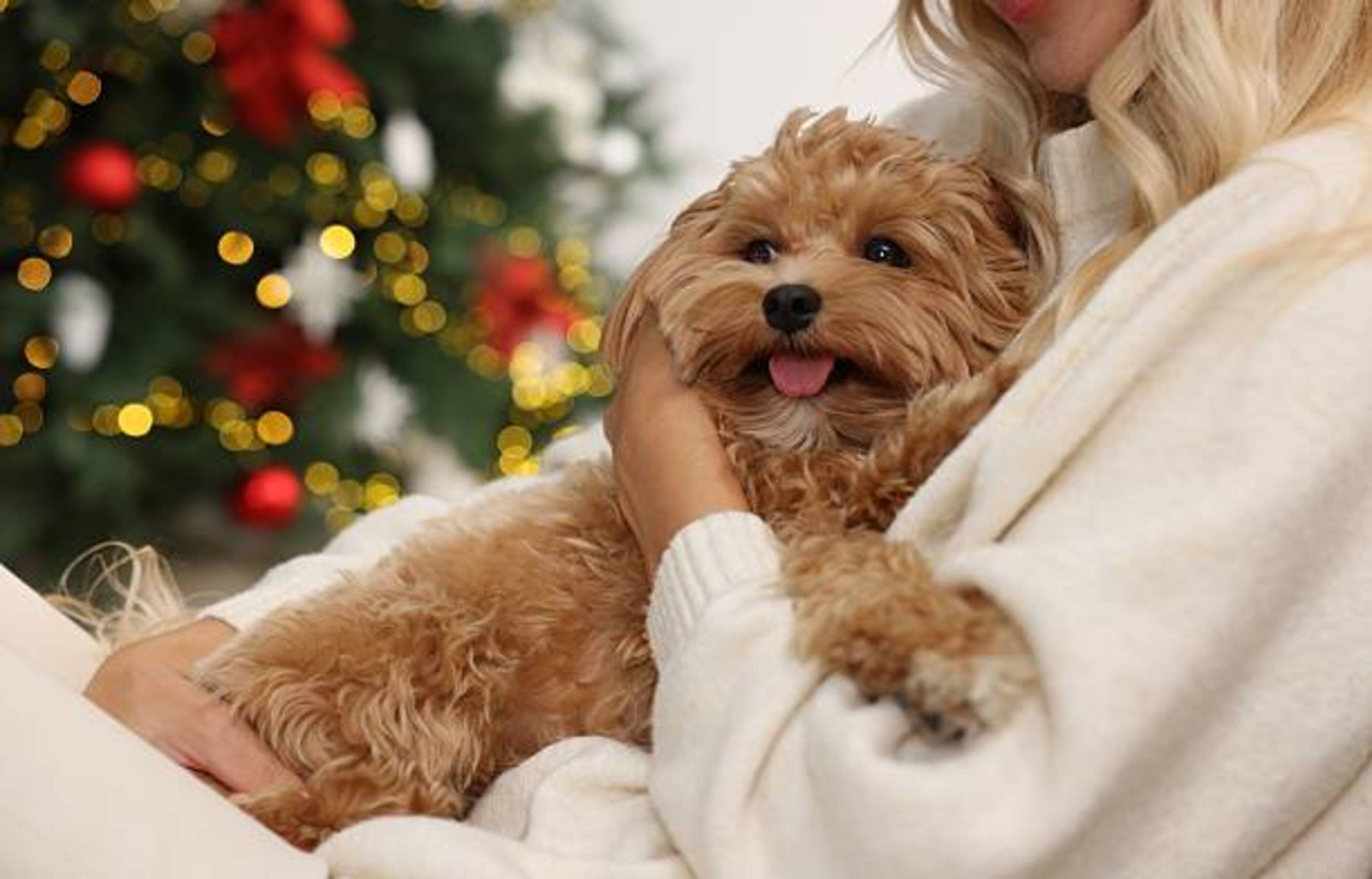petit chien dans les bras d'une femme avec un sapin de Noël en arrière plan