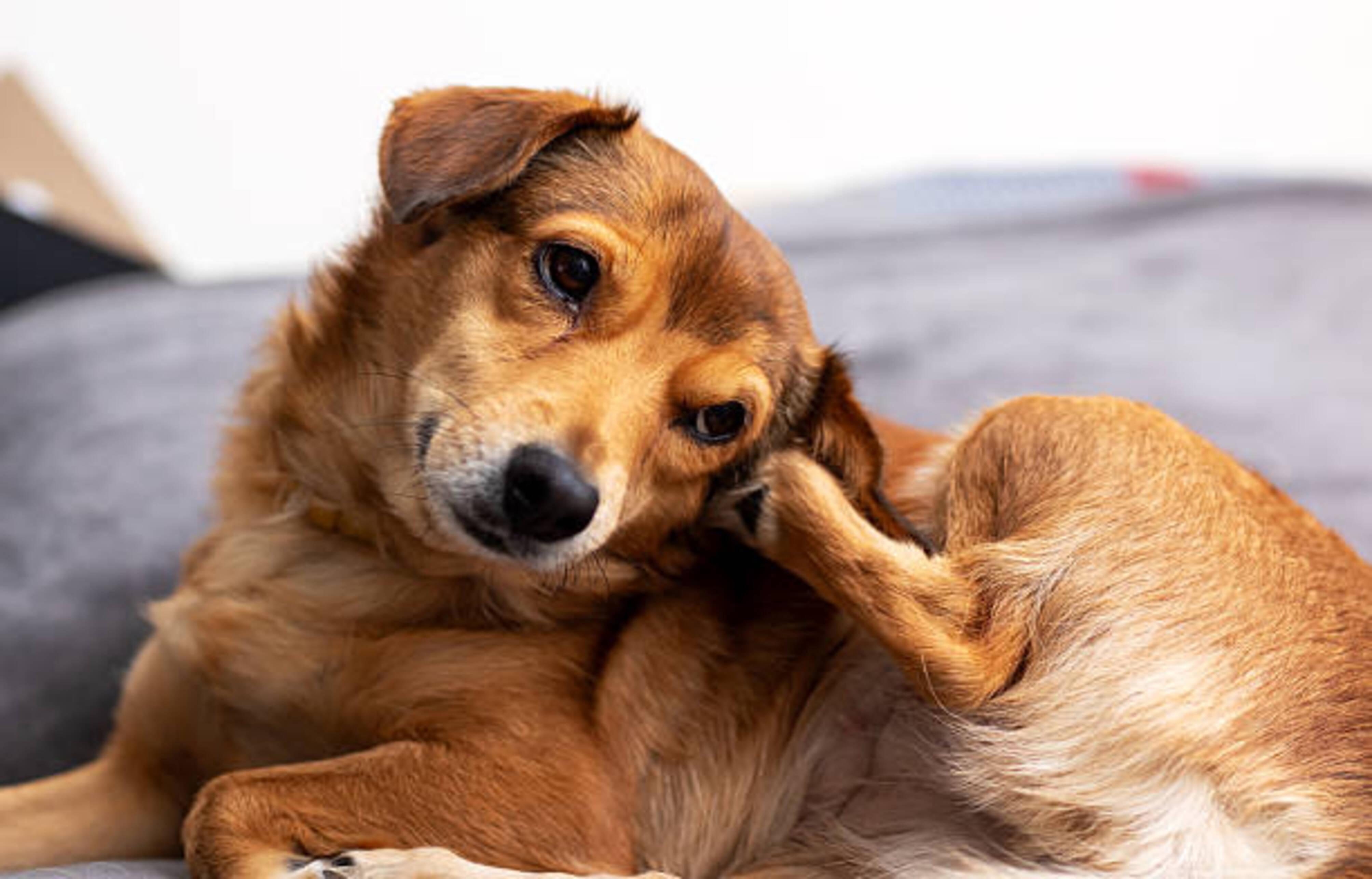 chien qui se gratte les oreilles