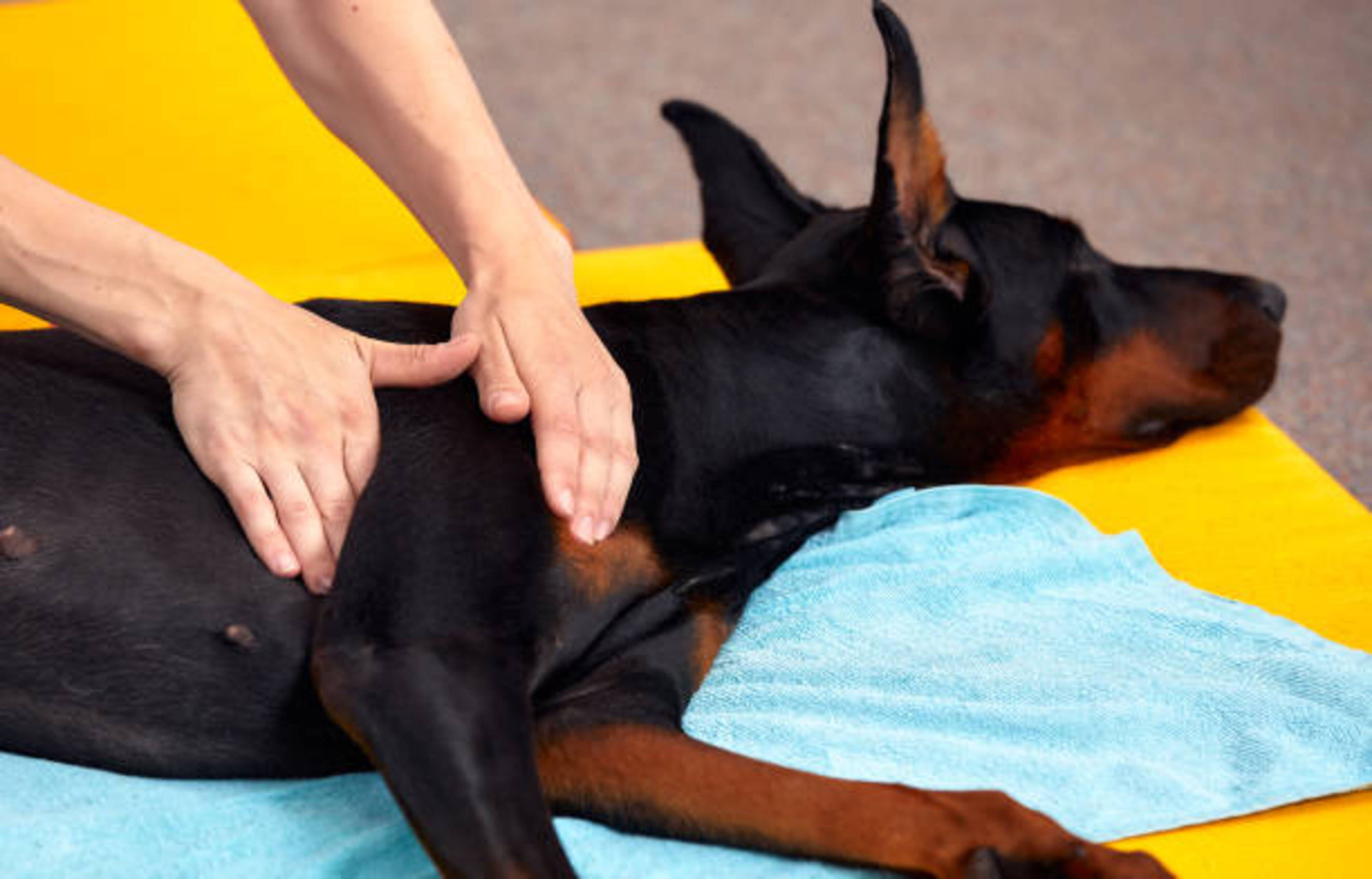 ostéopathe canin qui manipule un chien allongé