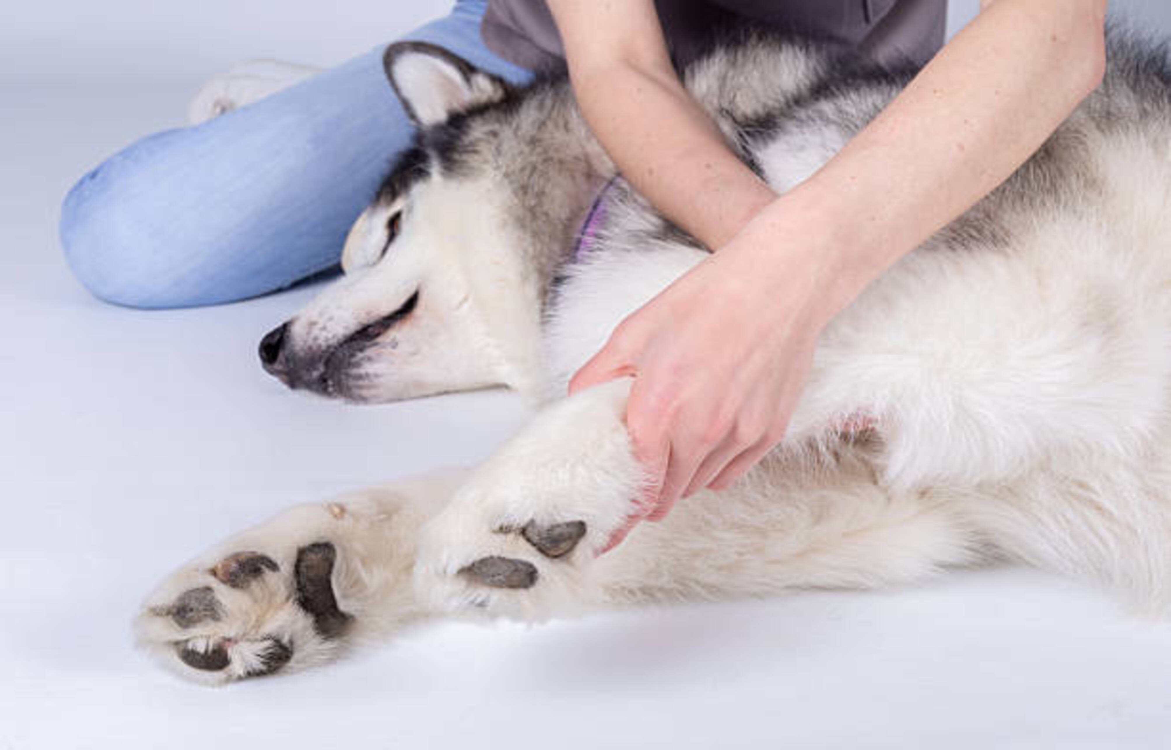 chien allongé manipulé par un ostéopathe canin
