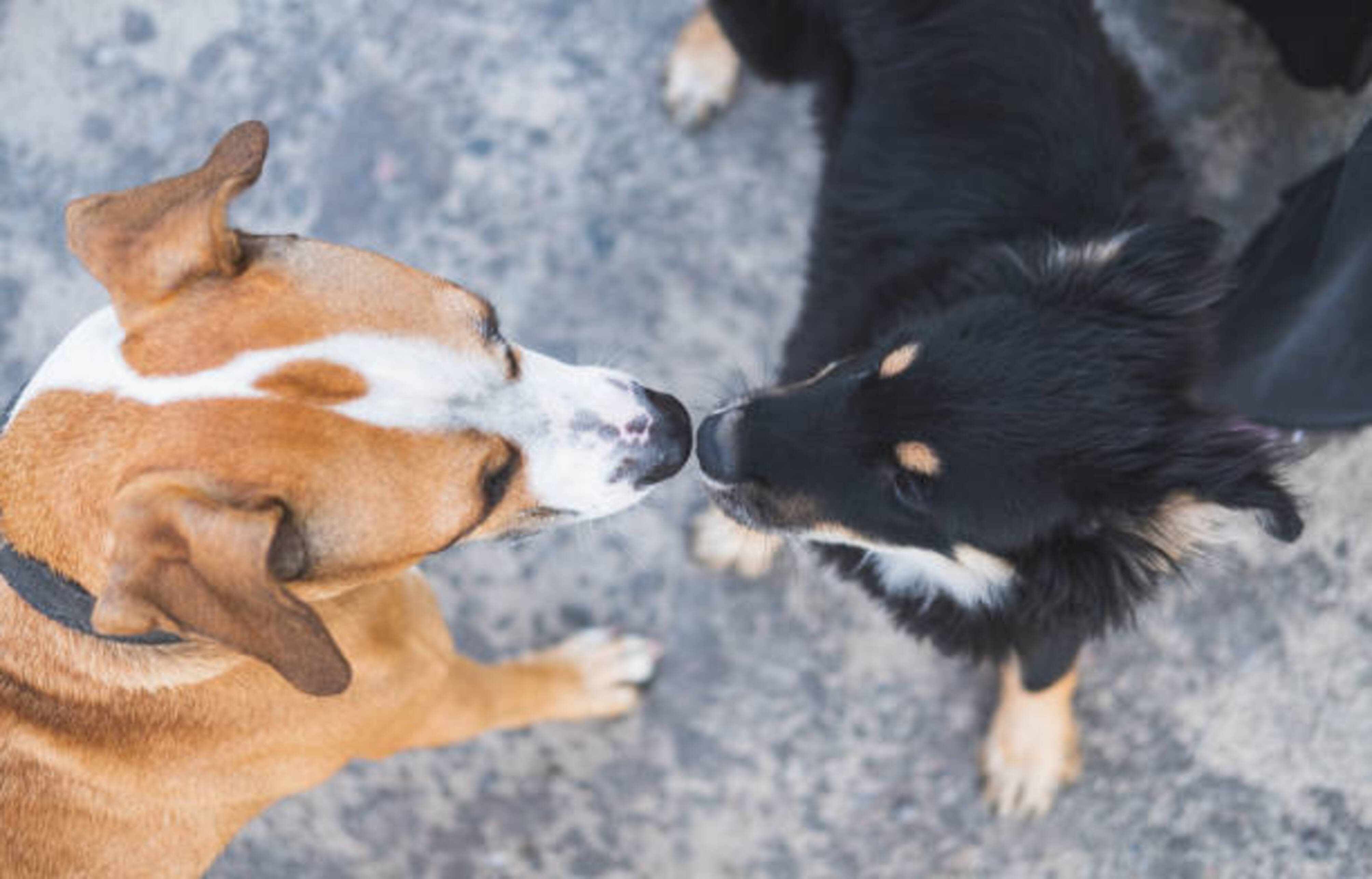 deux chiens qui se rencontrent