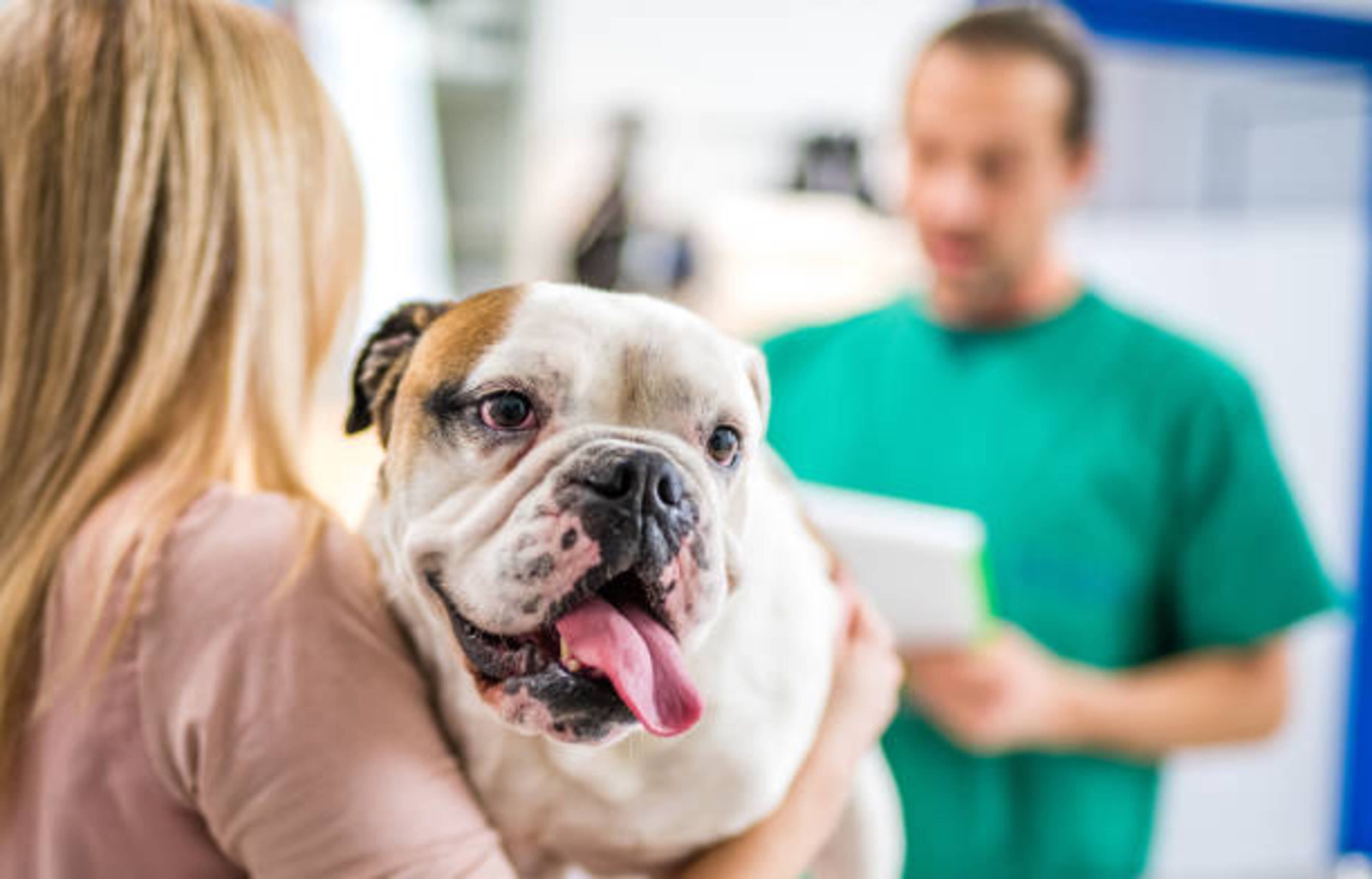 chien qui halète chez le vétérinaire