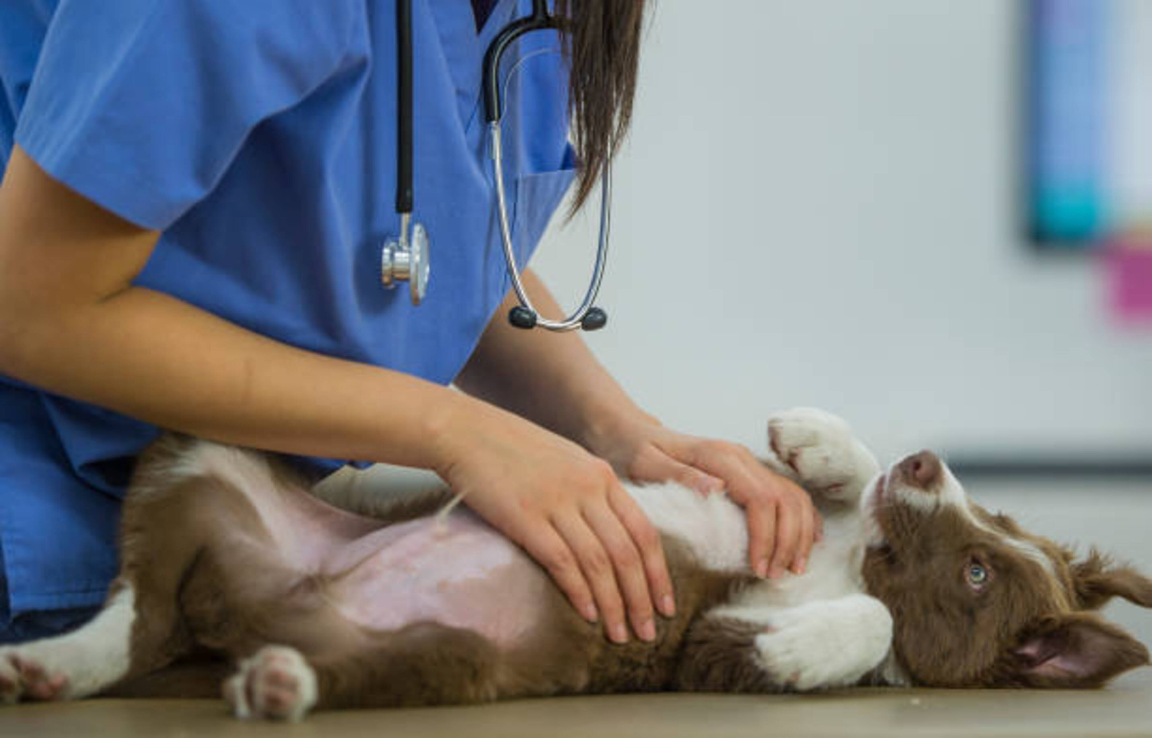 chien chez le vétérinaire