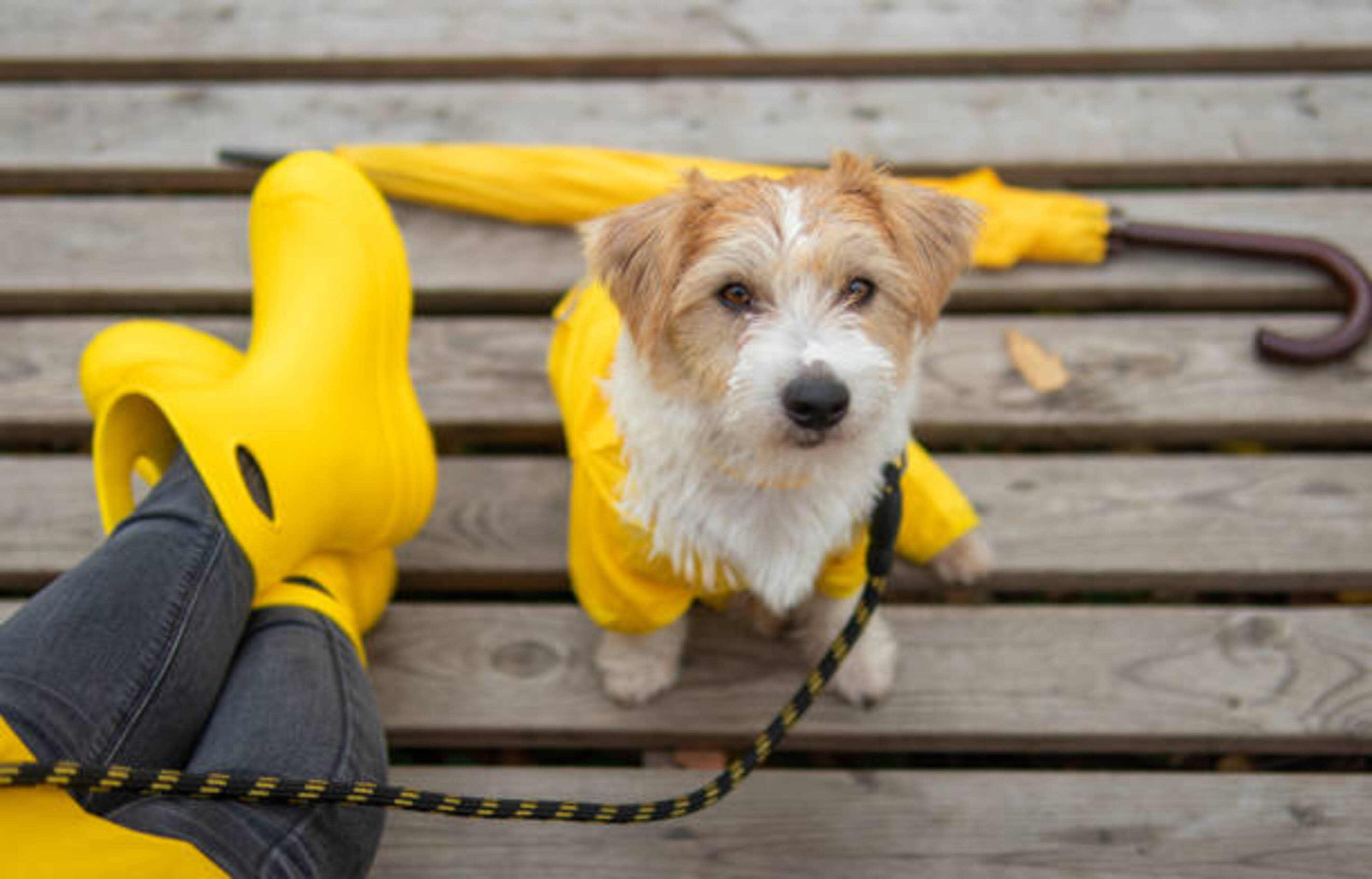 chien et humain équipés pour se promener sous la pluie