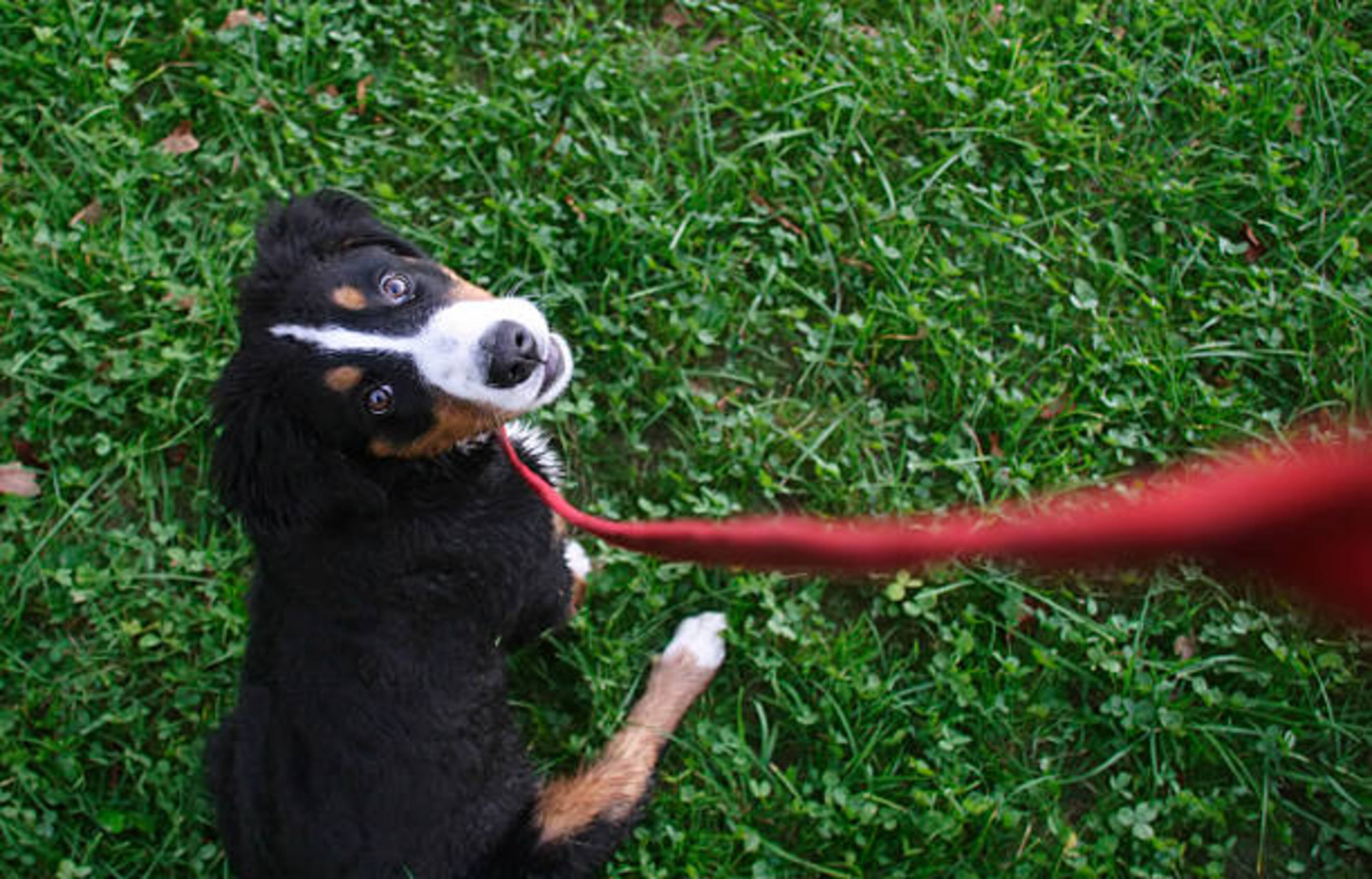 chien attaché avec une laisse rouge assis dans l'herbe qui regarde son maître
