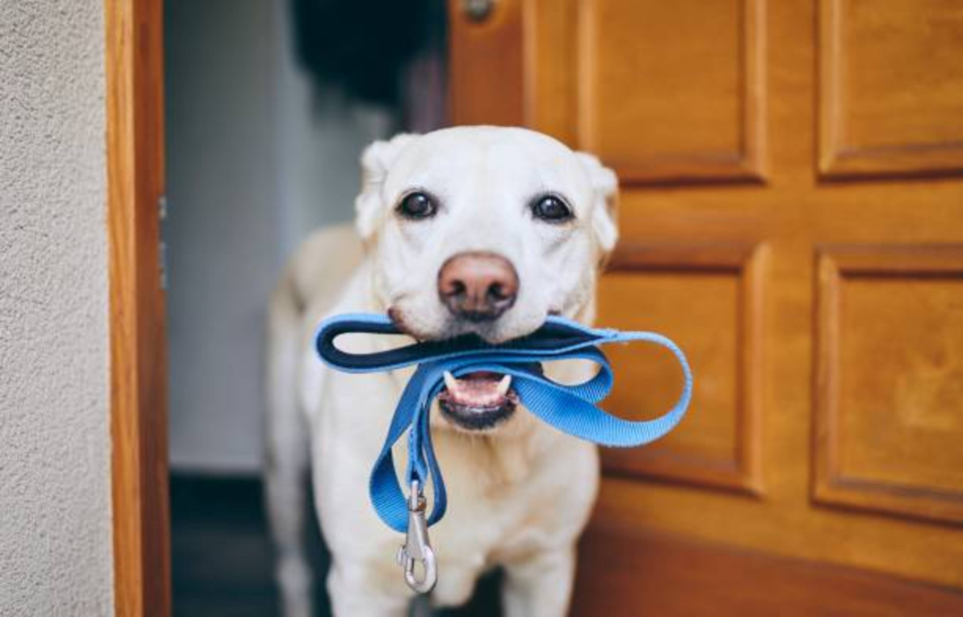 chien qui attend avec sa laisse dans la gueule pour sortir