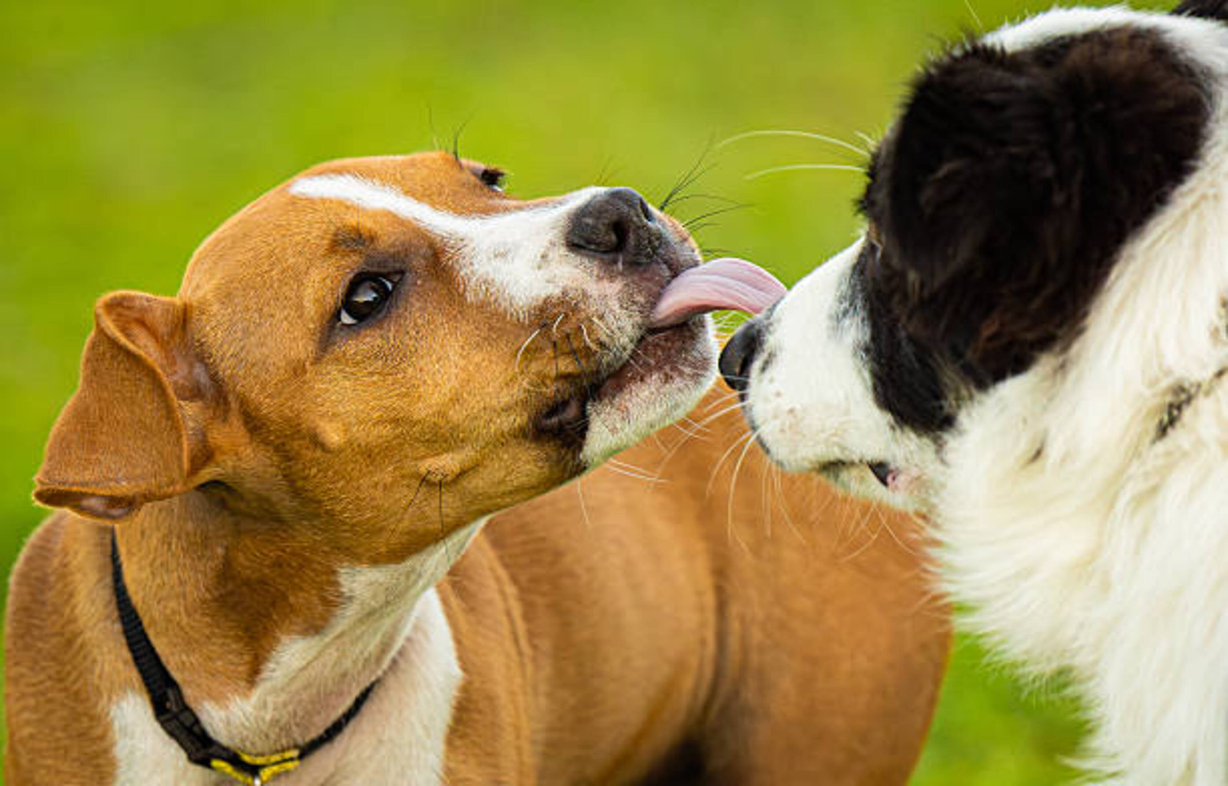 rencontre de deux chiens