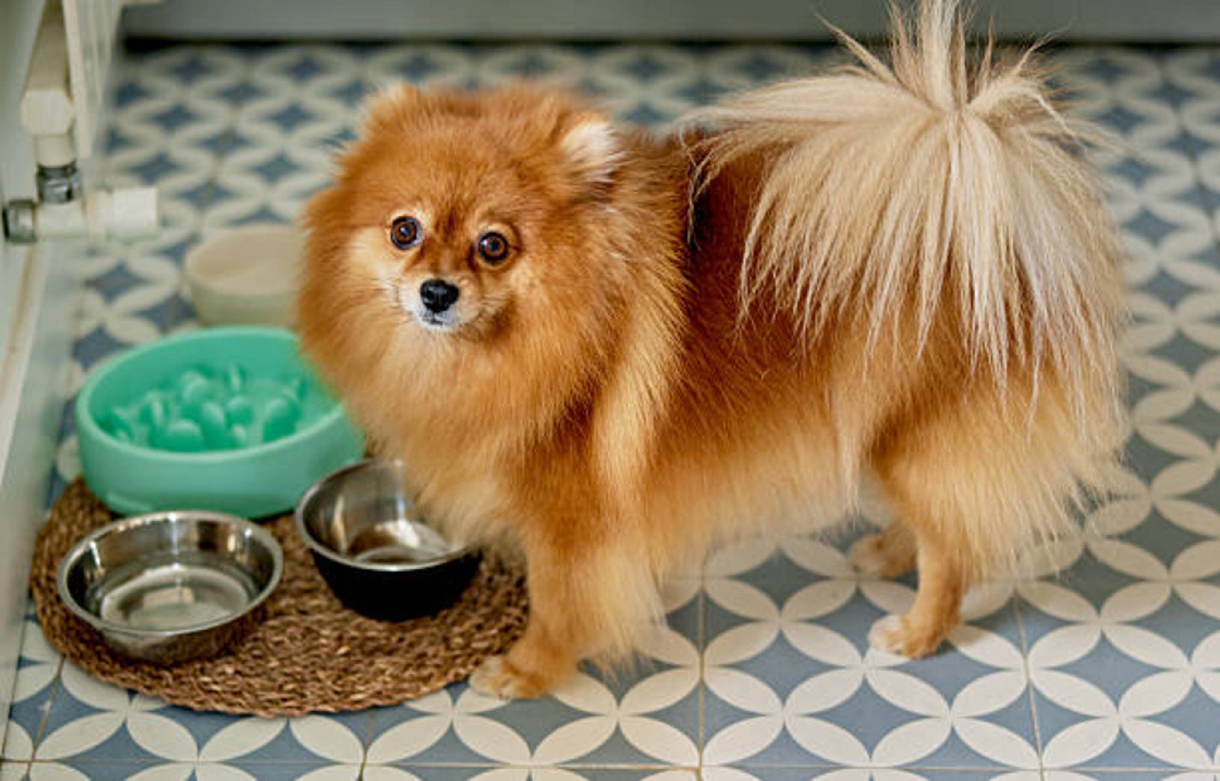 Chien Spitz devant ses gamelles