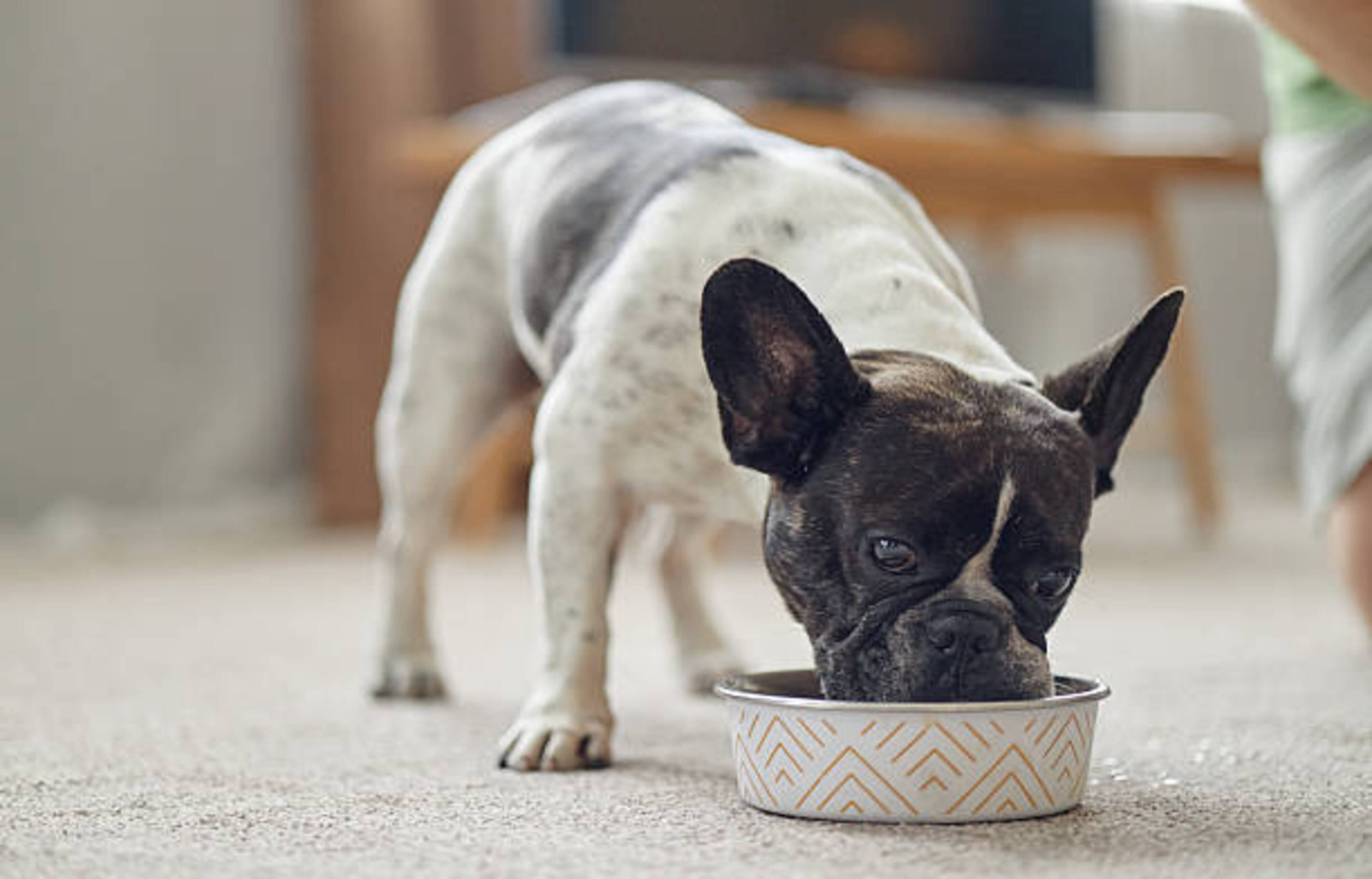 Bouledogue français qui mange dans une gamelle