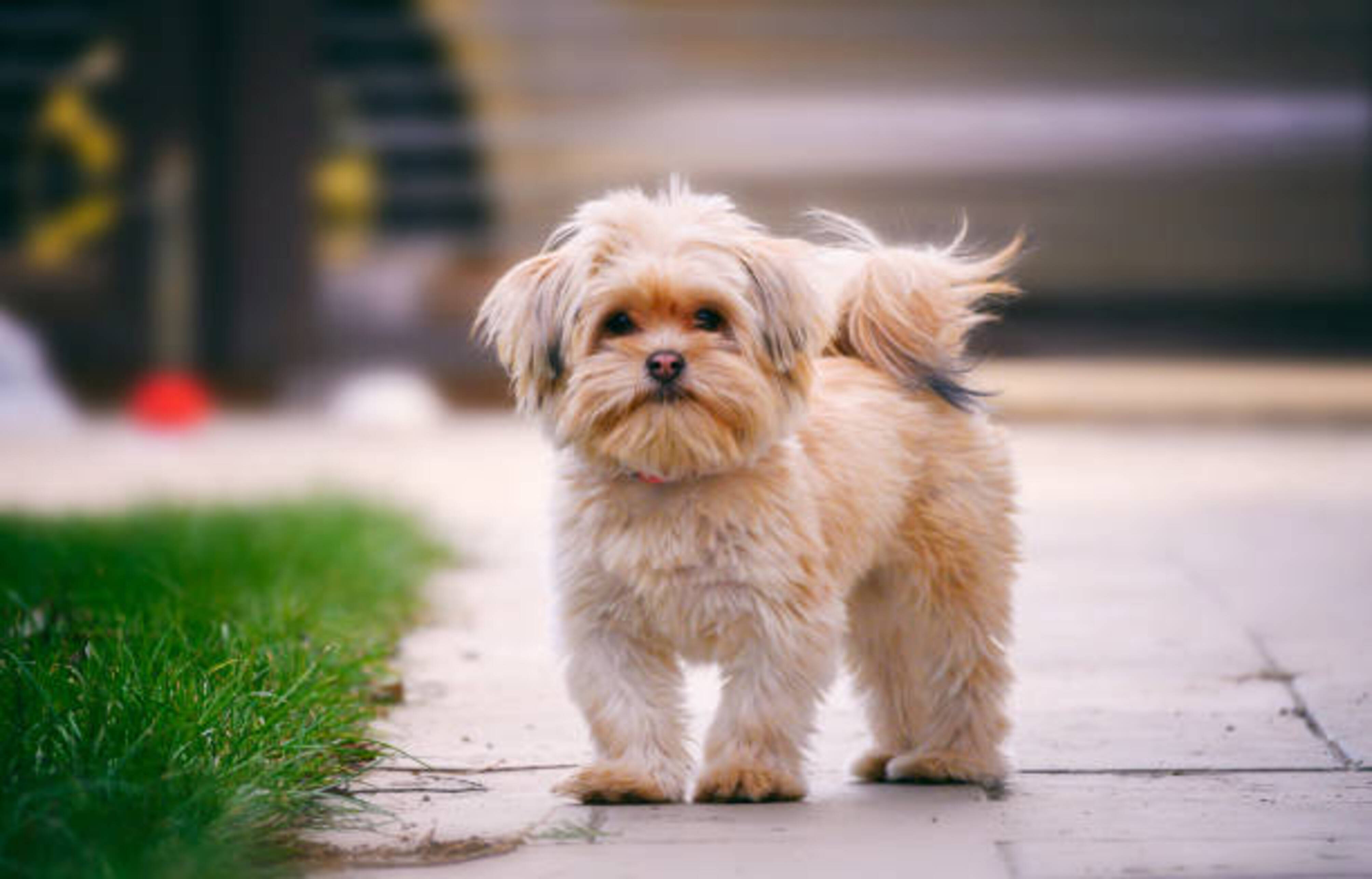 shih tzu avec un pelage dans les tons beige qui se tient debout dans la rue