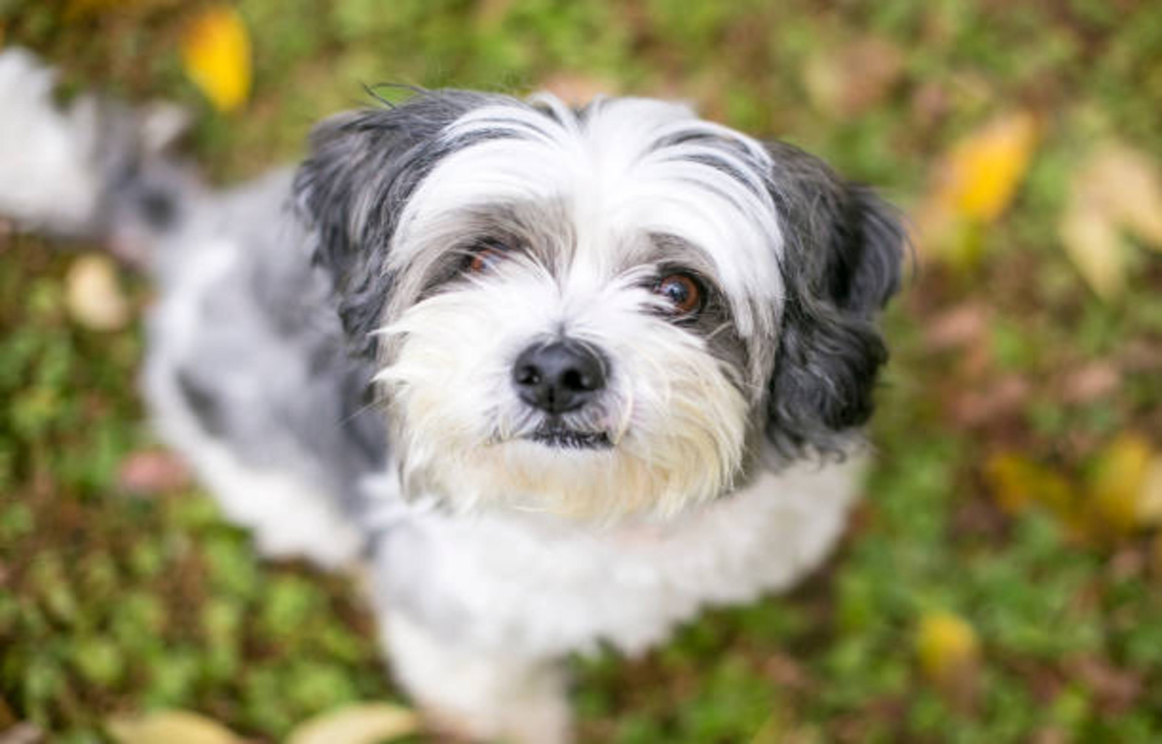 shih tzu au pelage noir gris et blanc assis dans l'herbe et qui nous regarde