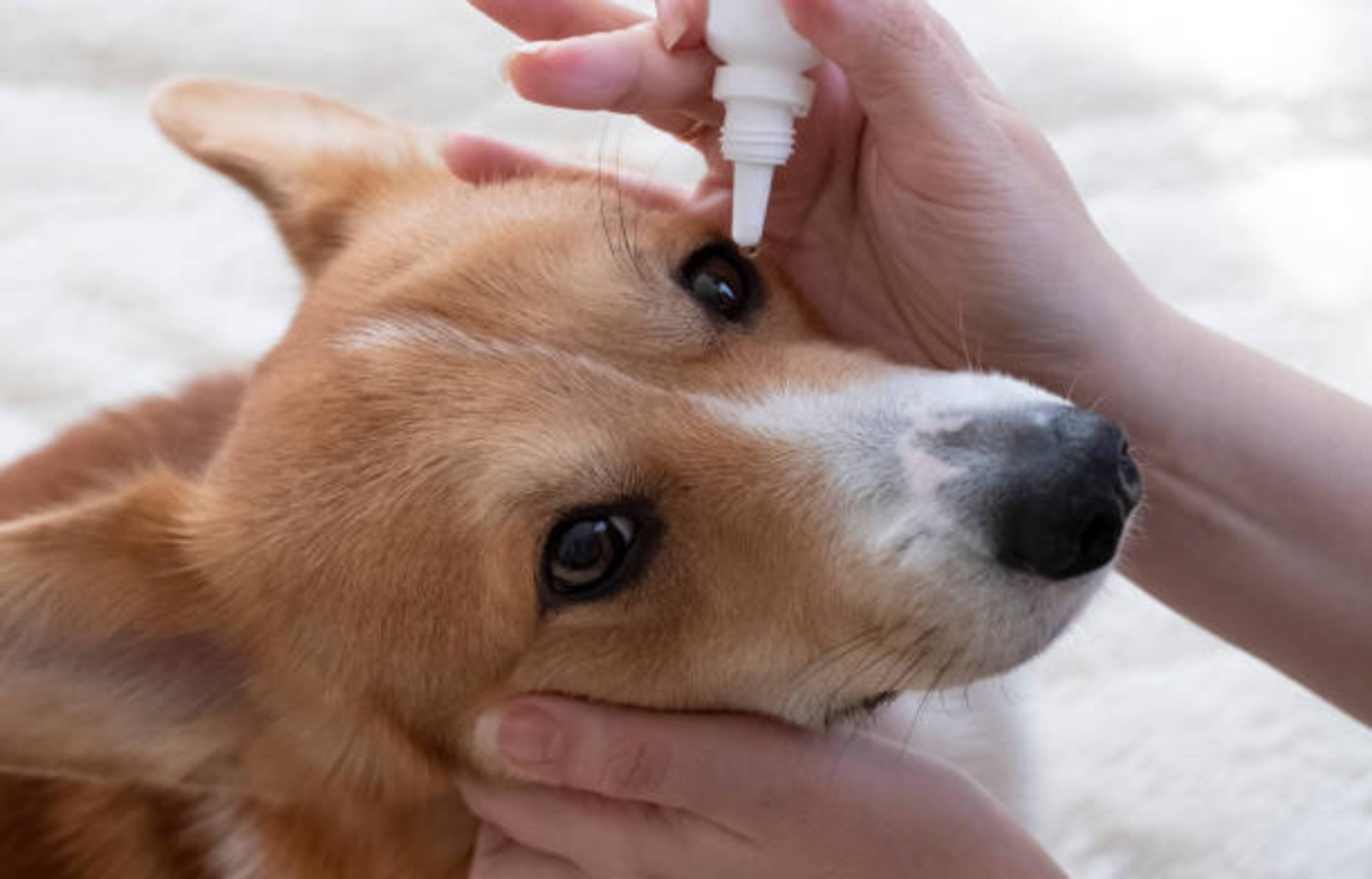 femme qui met de la lotion oculaire dans oeil chien