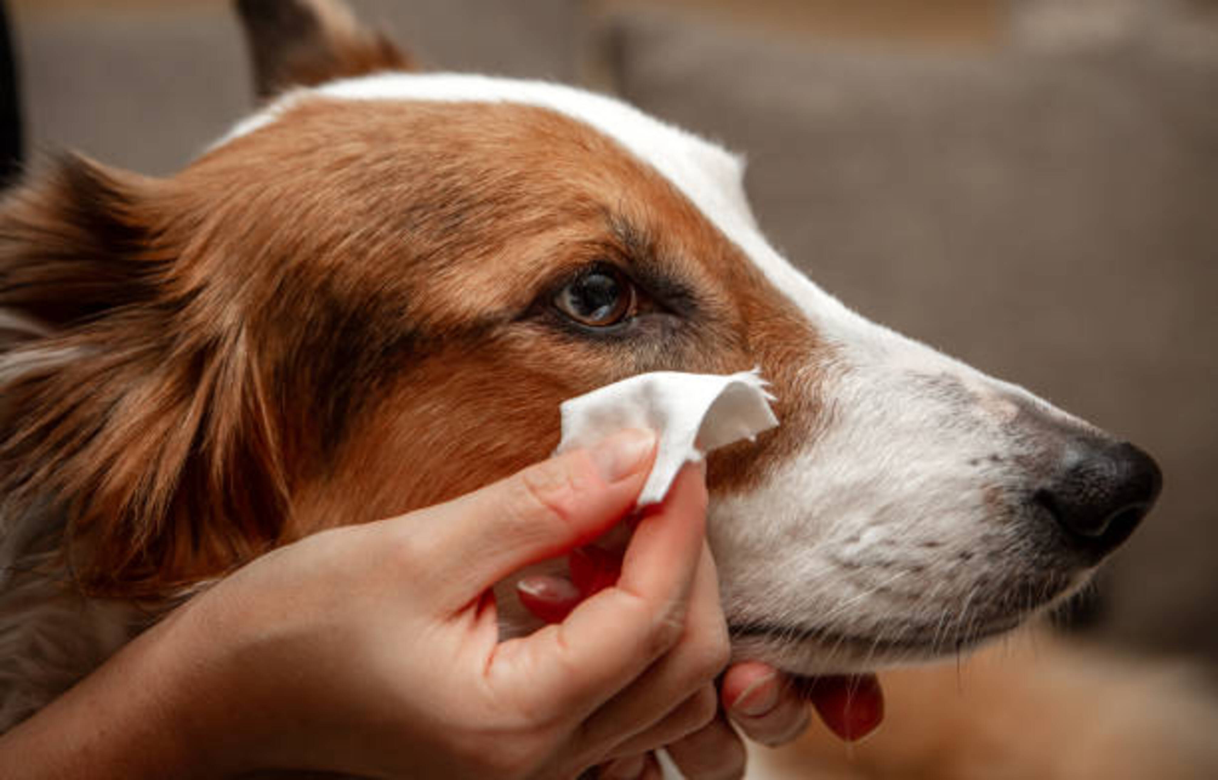 femme qui nettoie les yeux d'un chien