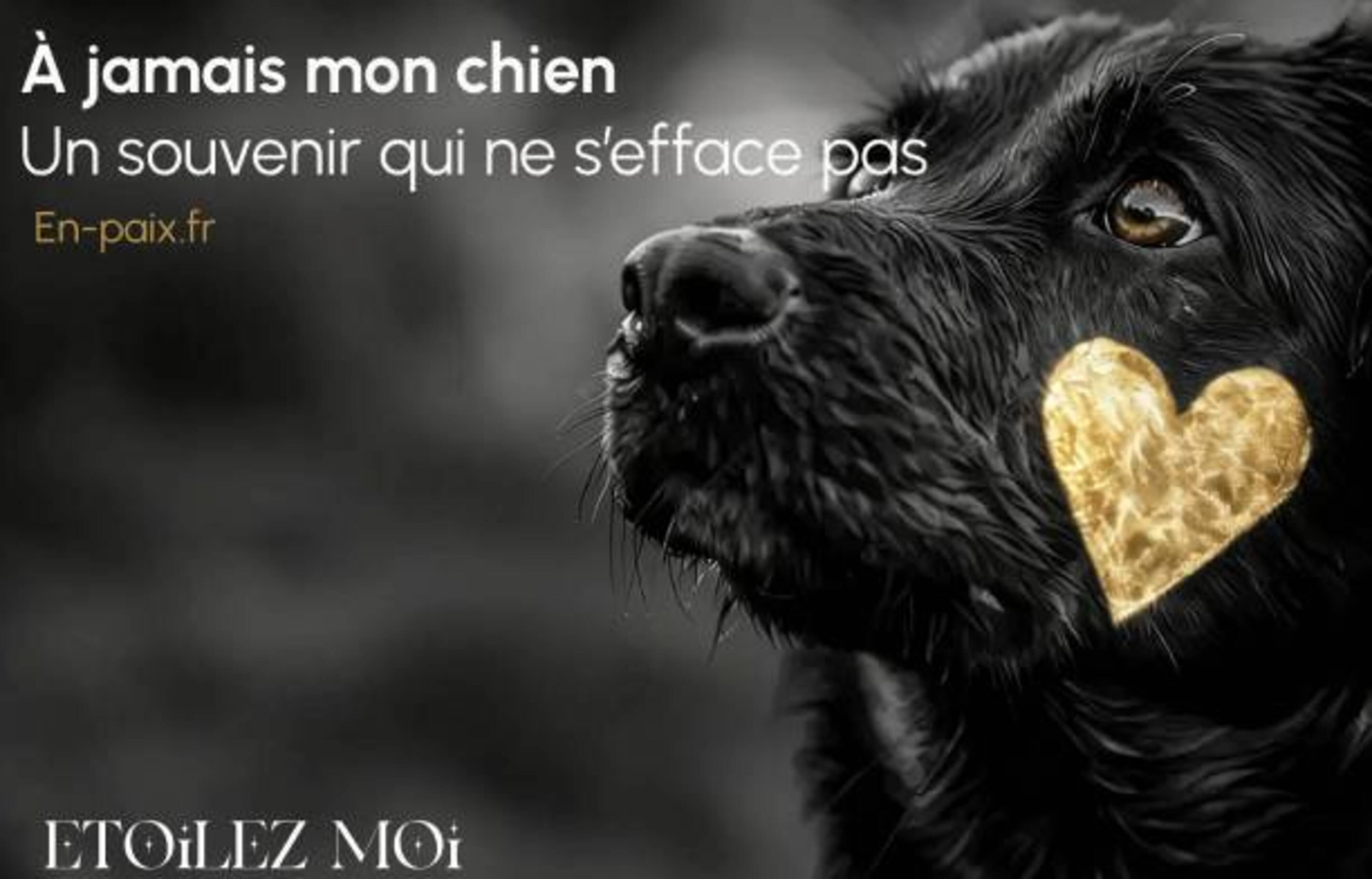 chien noir avec une étoile doré sur le pelage