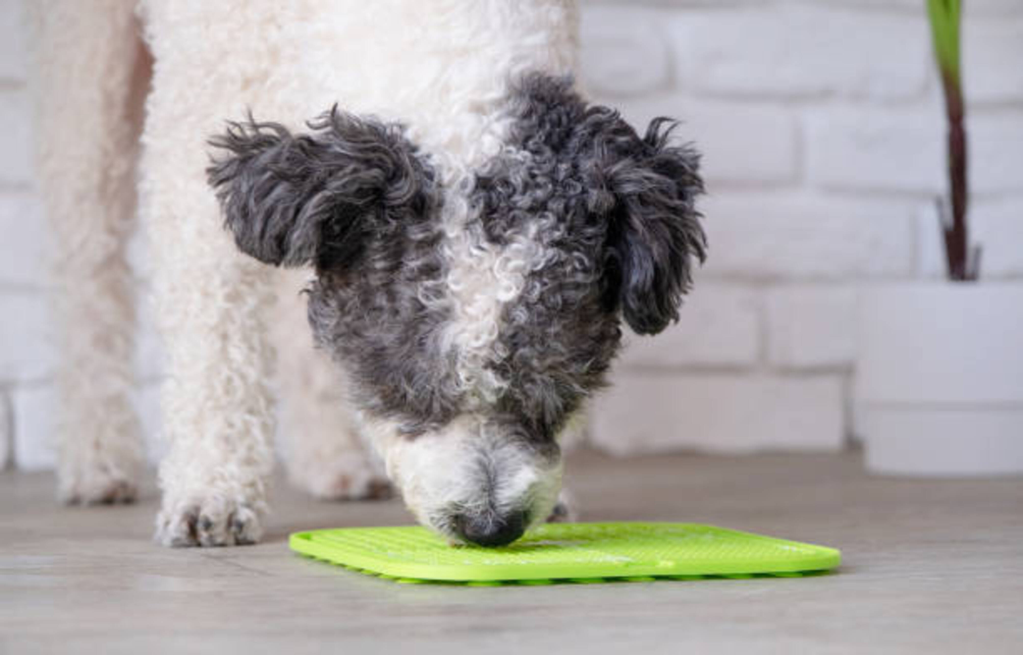 chien qui lèche un tapis de léchage vert