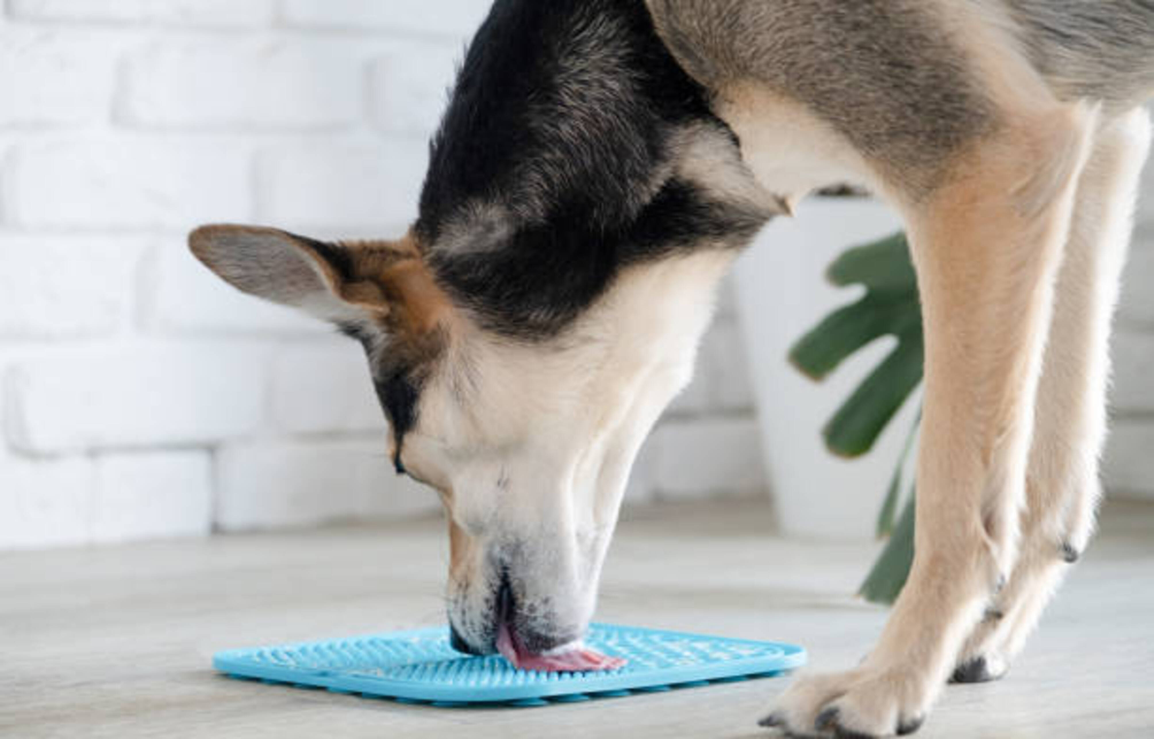 chien debout qui lèche un tapis de léchage