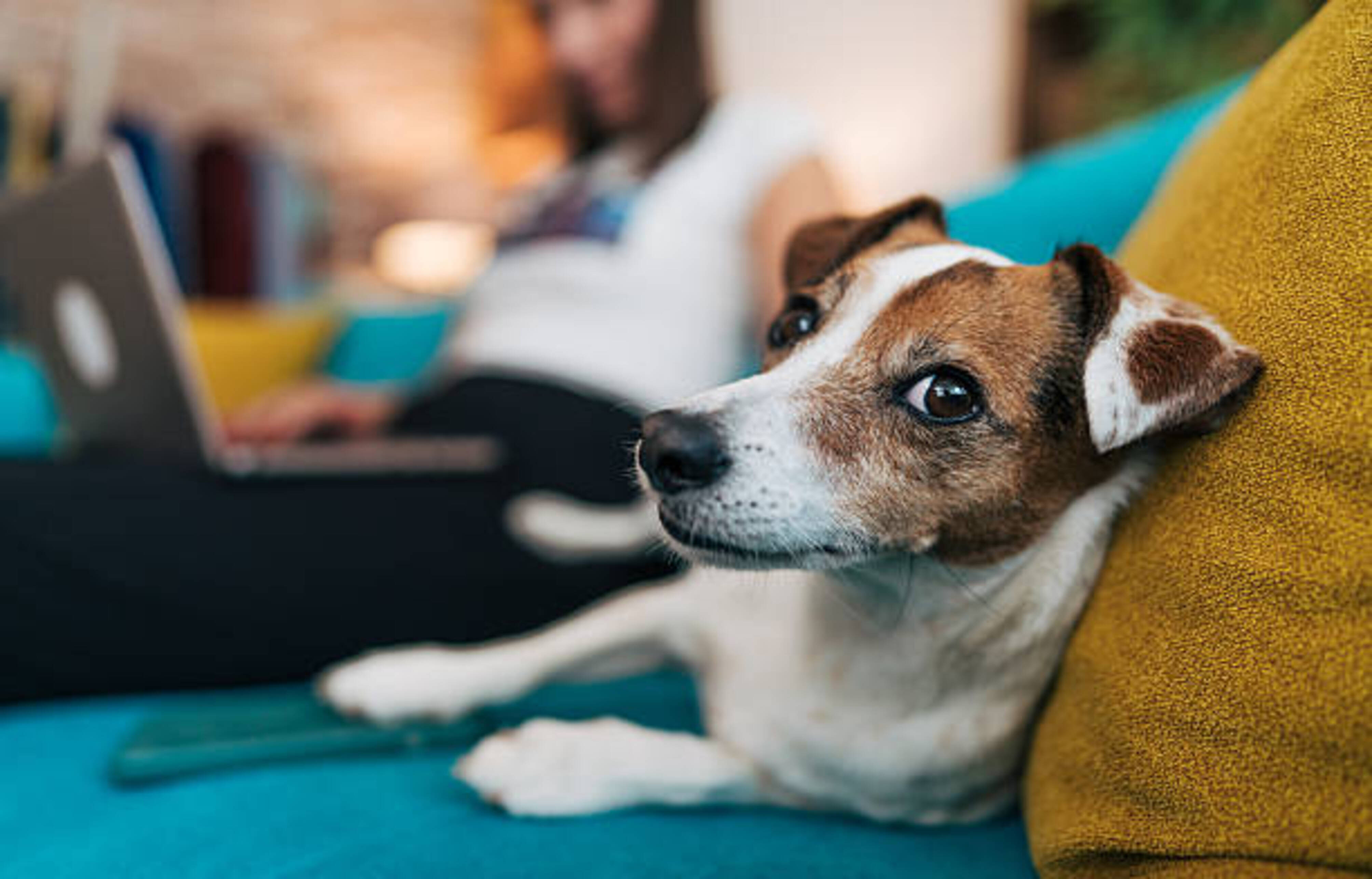 chien allongé sur le canapé à côté de son humaine qui télétravaille