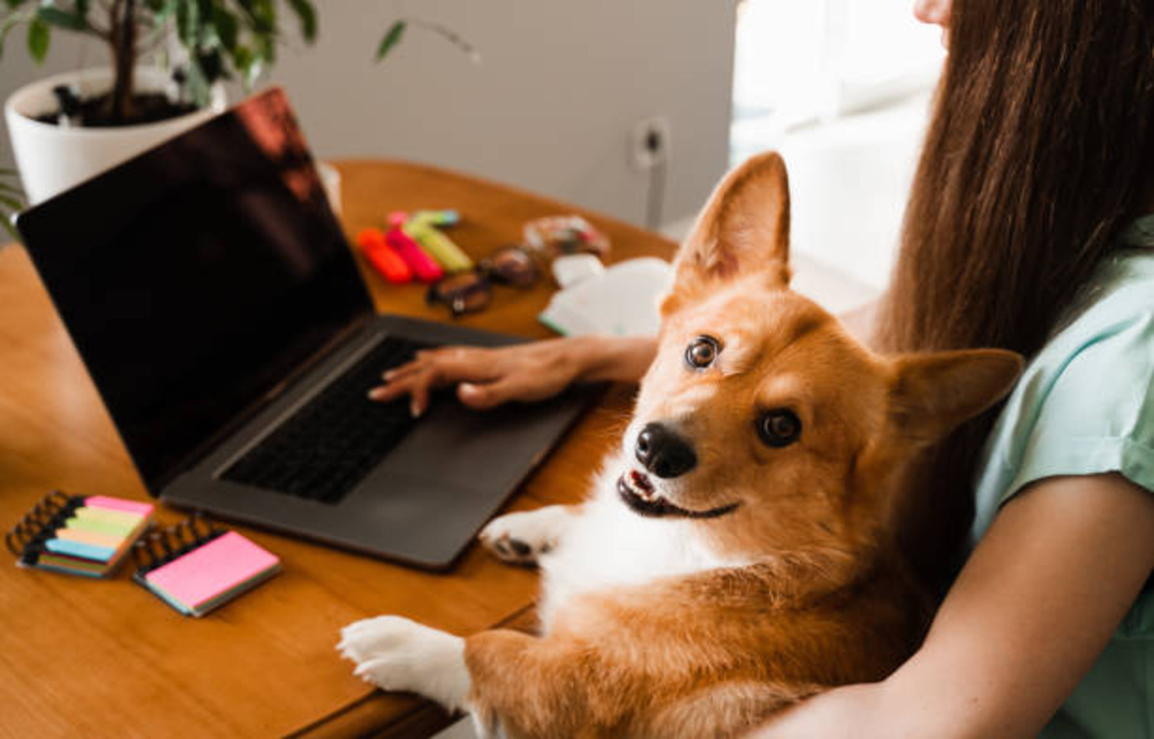 chien avec son humaine pendant qu'elle télétravaille