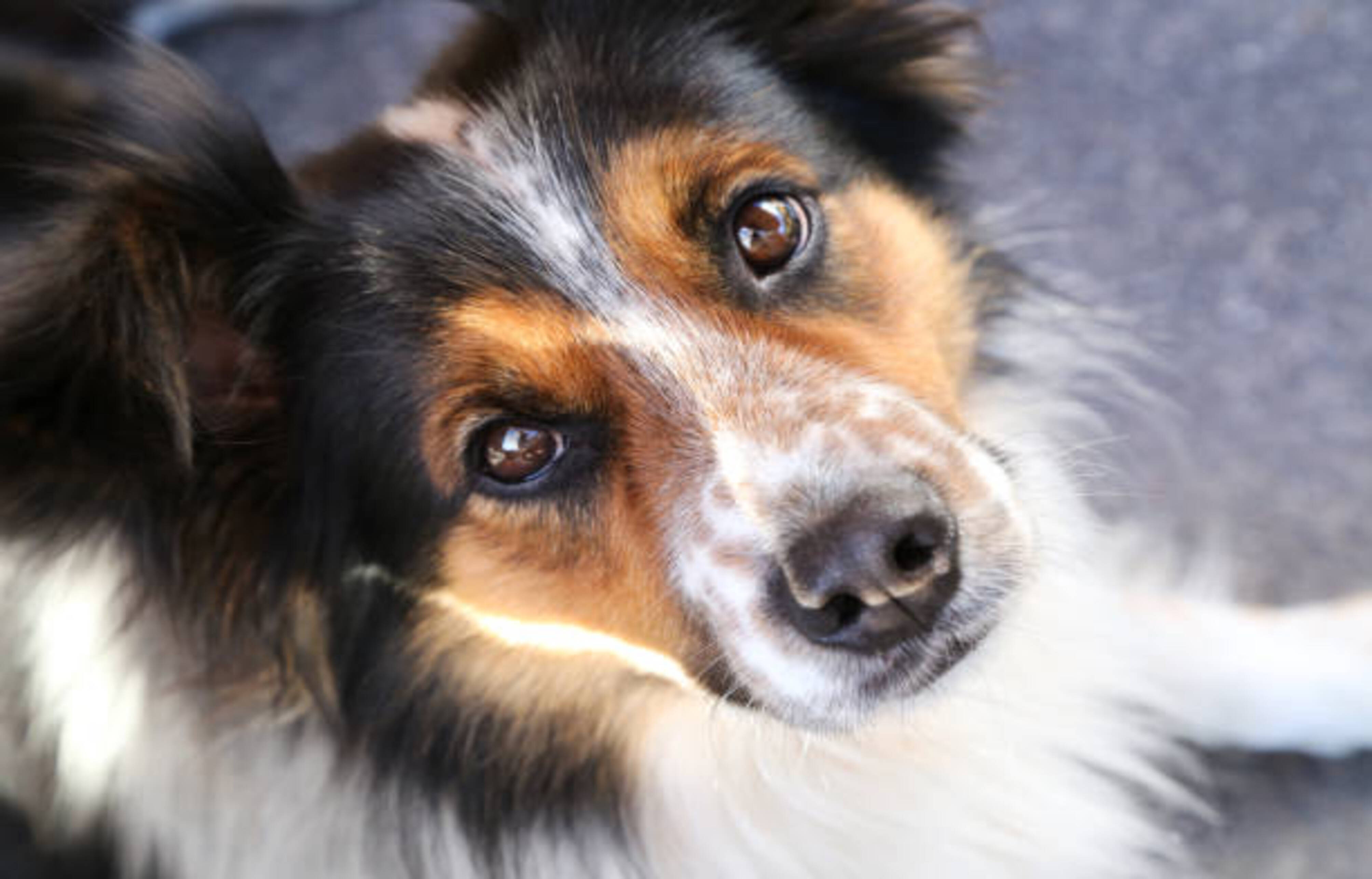 chien qui nous regarde